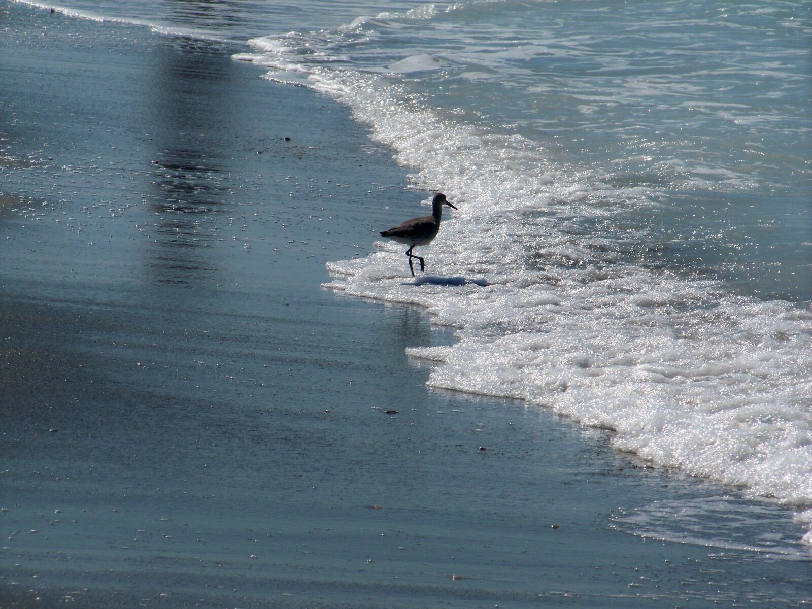 Kodak EASYSHARE Z1012 IS DIGITAL CAMERA sample photo. Ocean, bird, sea photography