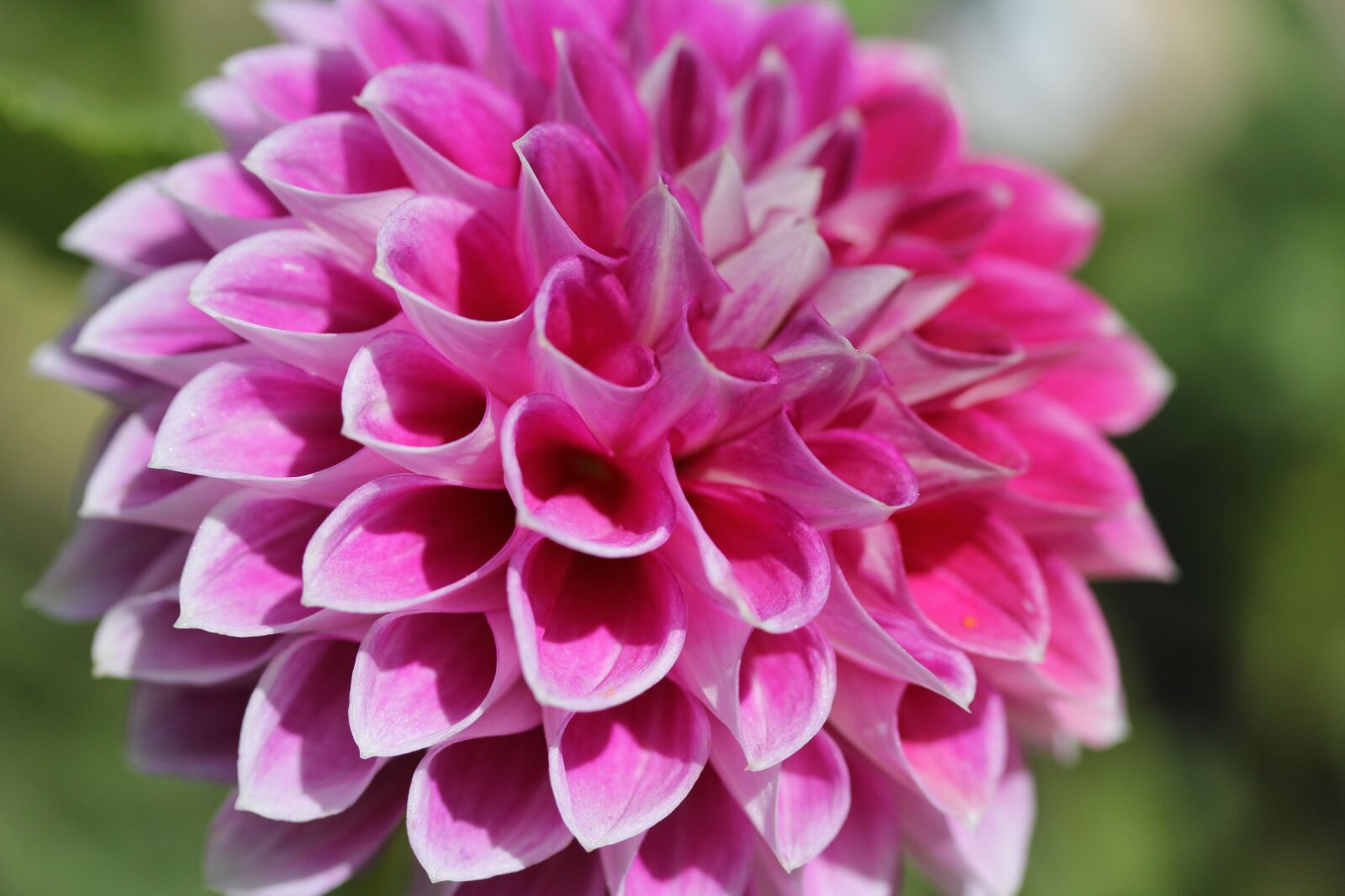 Canon EF-S 60mm F2.8 Macro USM sample photo. Dahlia, flower, macro photography