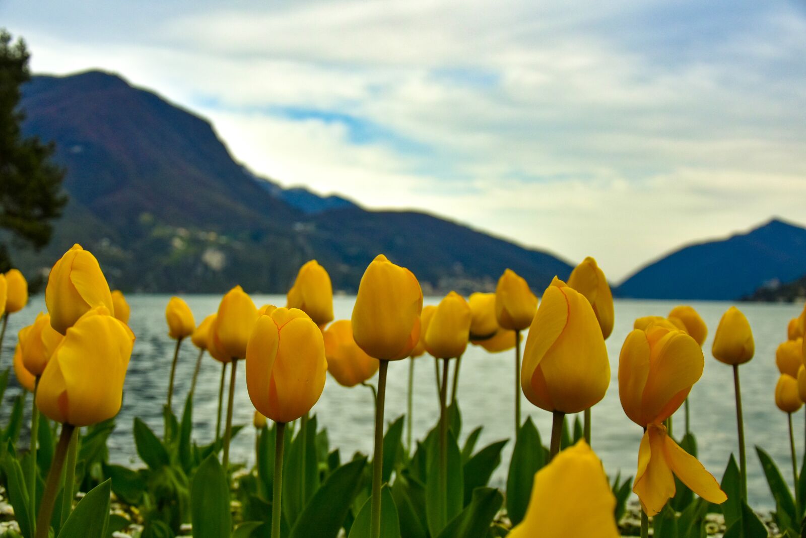 Nikon D7200 sample photo. Switzerland, flowers, park photography