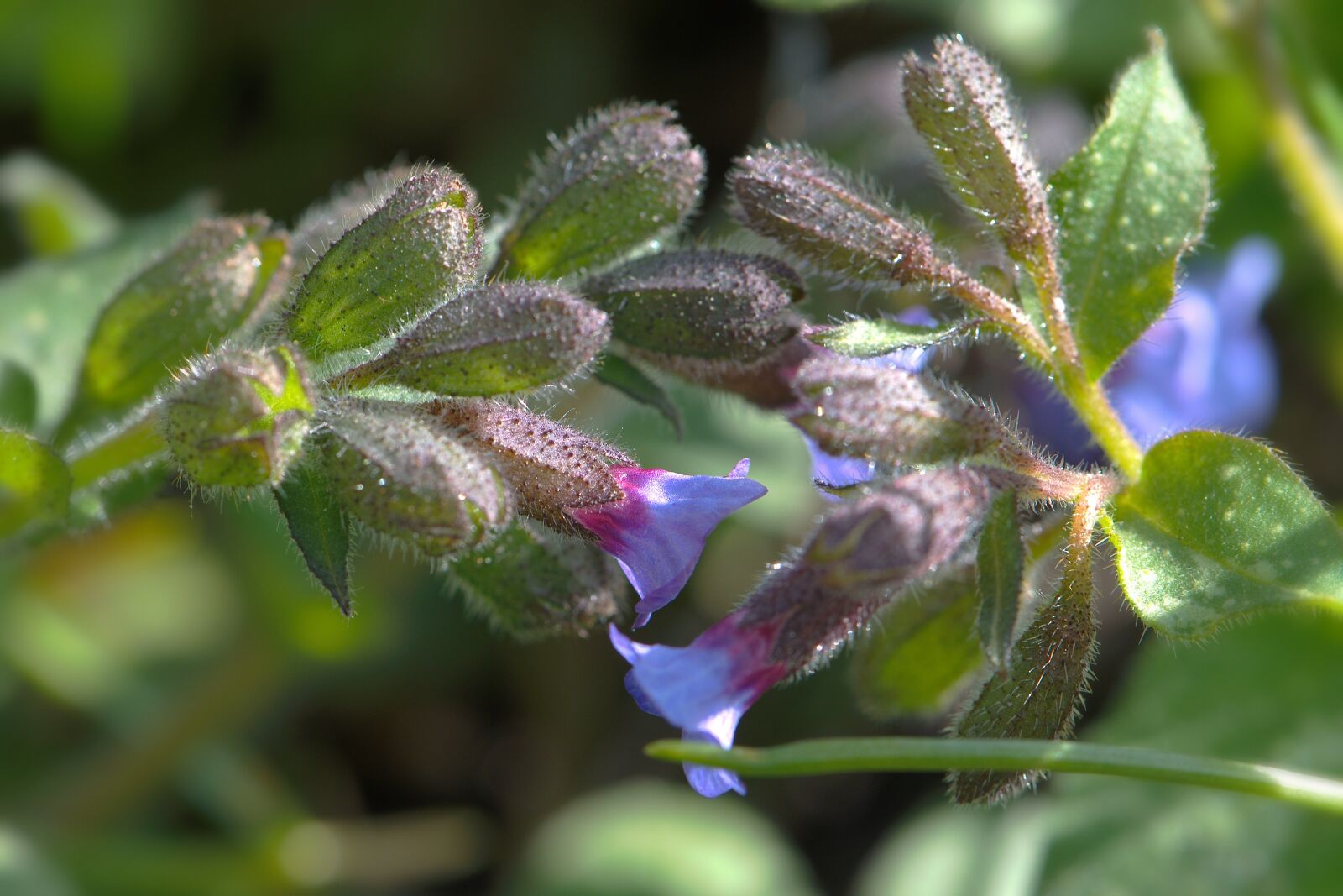 Nikon D5600 sample photo. Lungwort, stream herb, medicinal photography