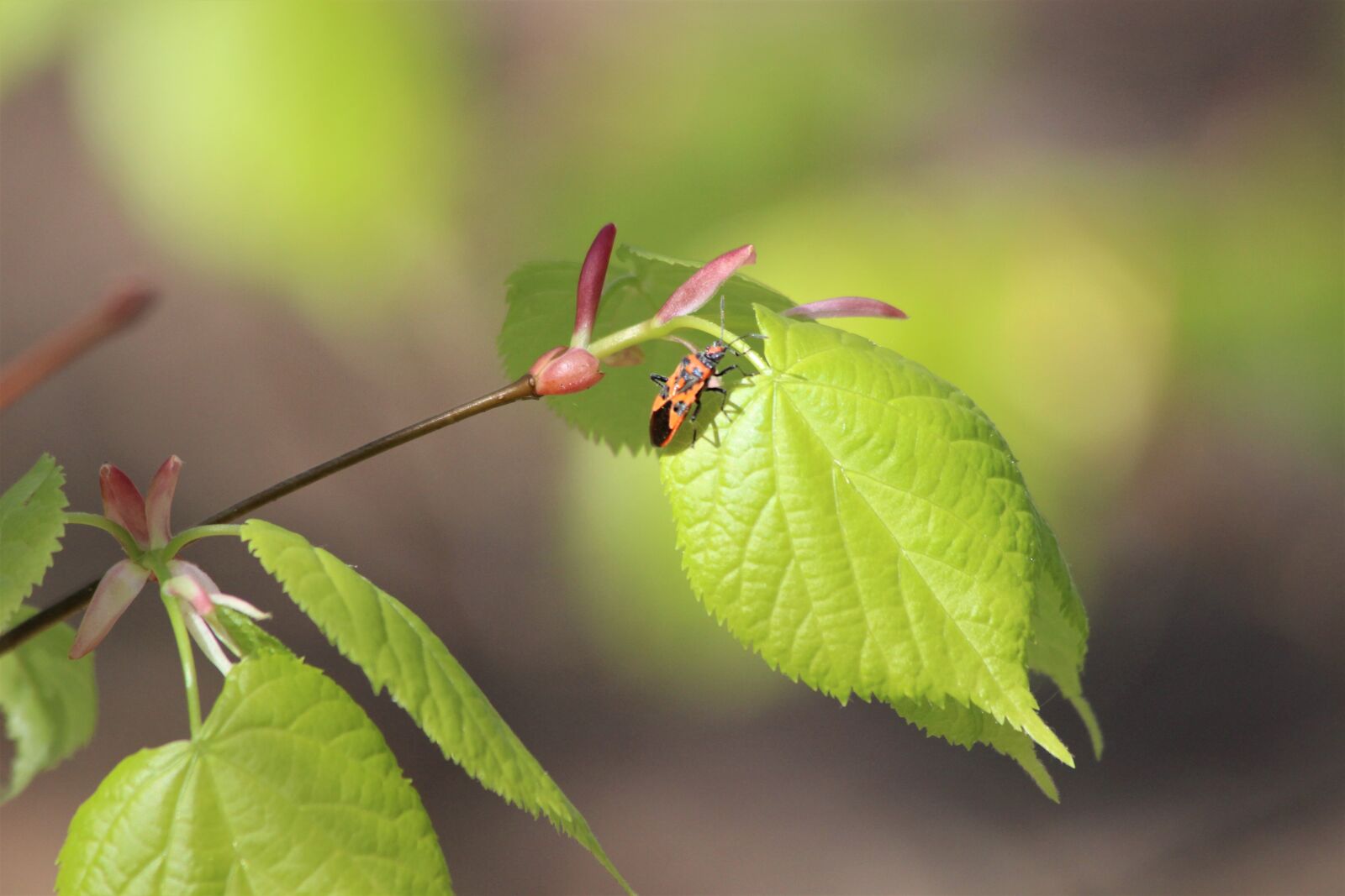 Canon EOS 600D (Rebel EOS T3i / EOS Kiss X5) sample photo. Leaf, tree, spring photography