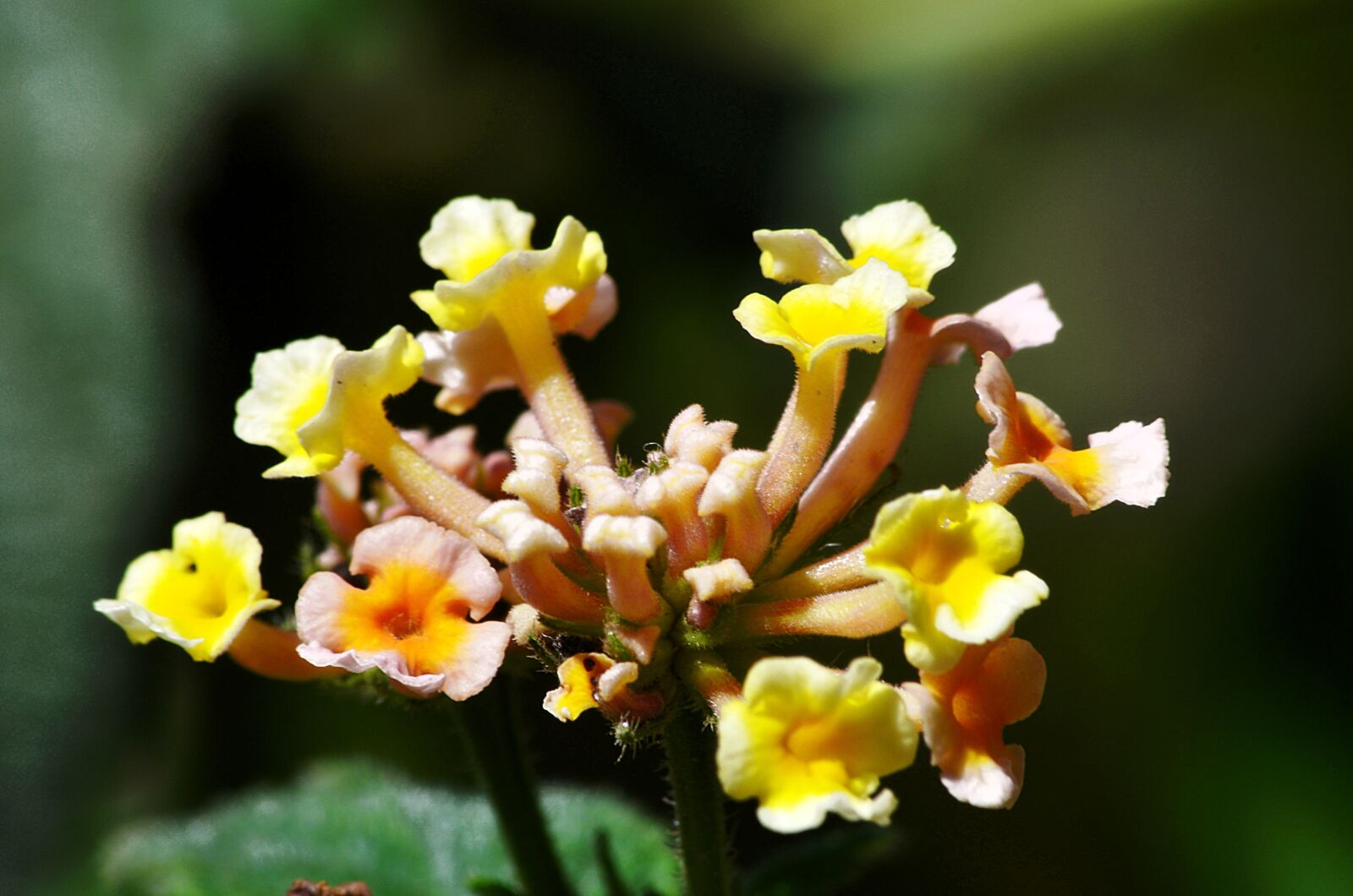 Nikon D5100 sample photo. Flower, garden, spring photography