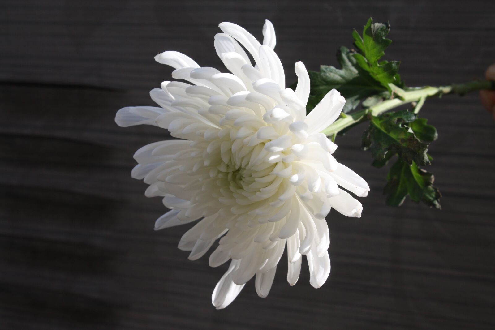 Canon EOS 450D (EOS Rebel XSi / EOS Kiss X2) sample photo. Chrysanthemum, mourning, article photography