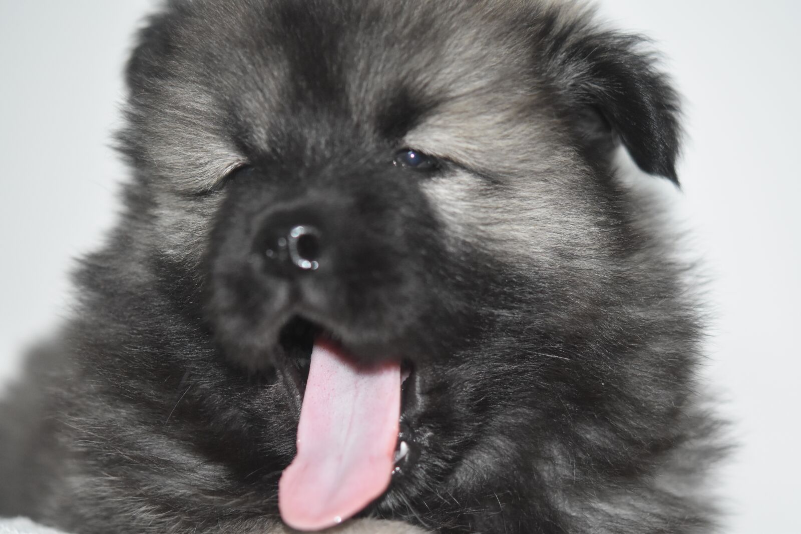 Nikon D5600 sample photo. Dog, dog eurasier, pup photography