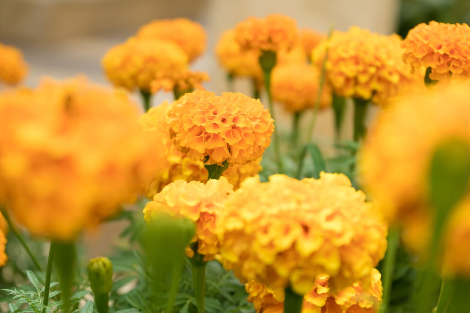 Sony a7 II + Sony FE 28-70mm F3.5-5.6 OSS sample photo. Flowers, yellow, orange photography