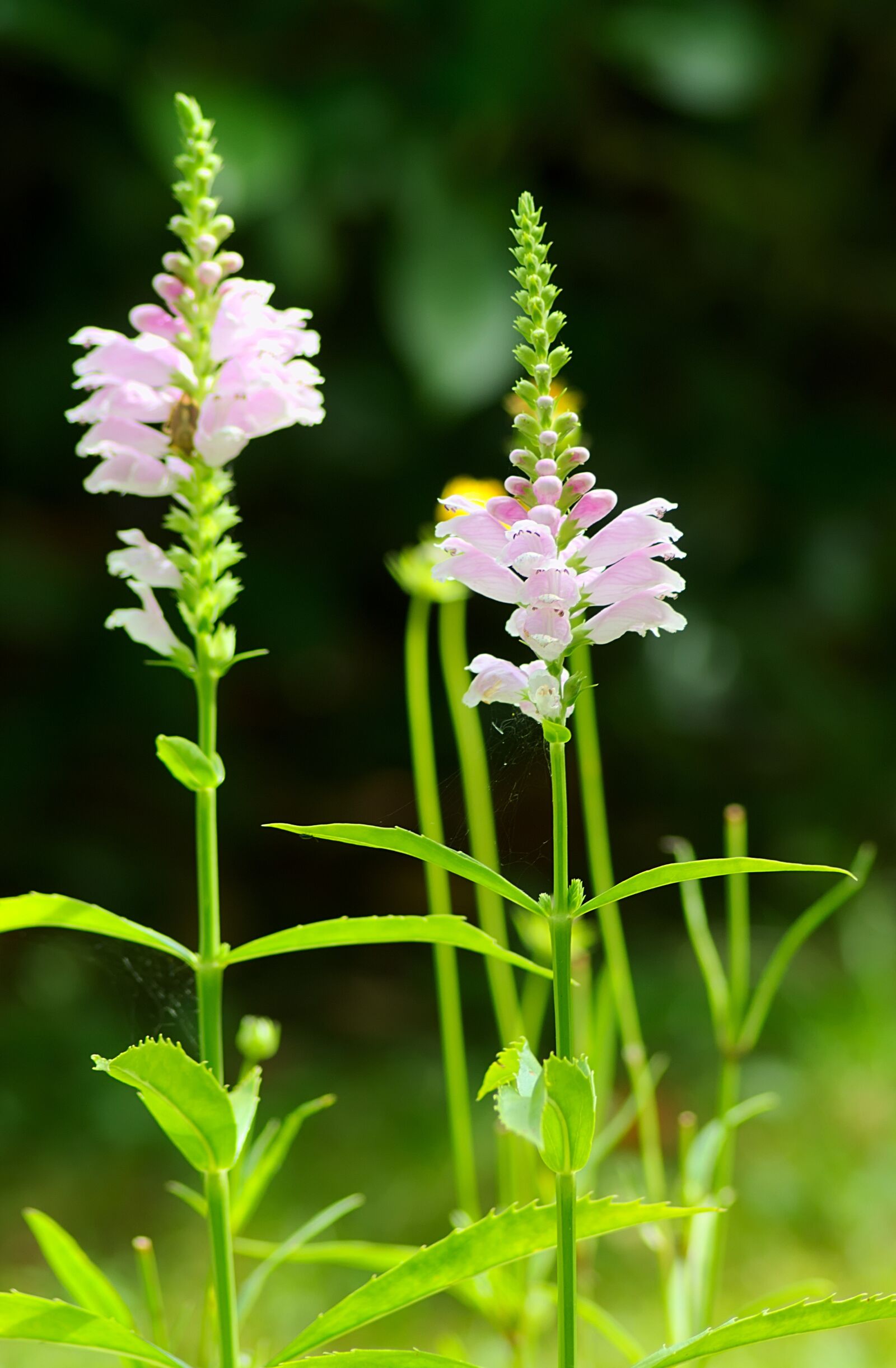 Nikon D3300 sample photo. Flower, tender, pink photography