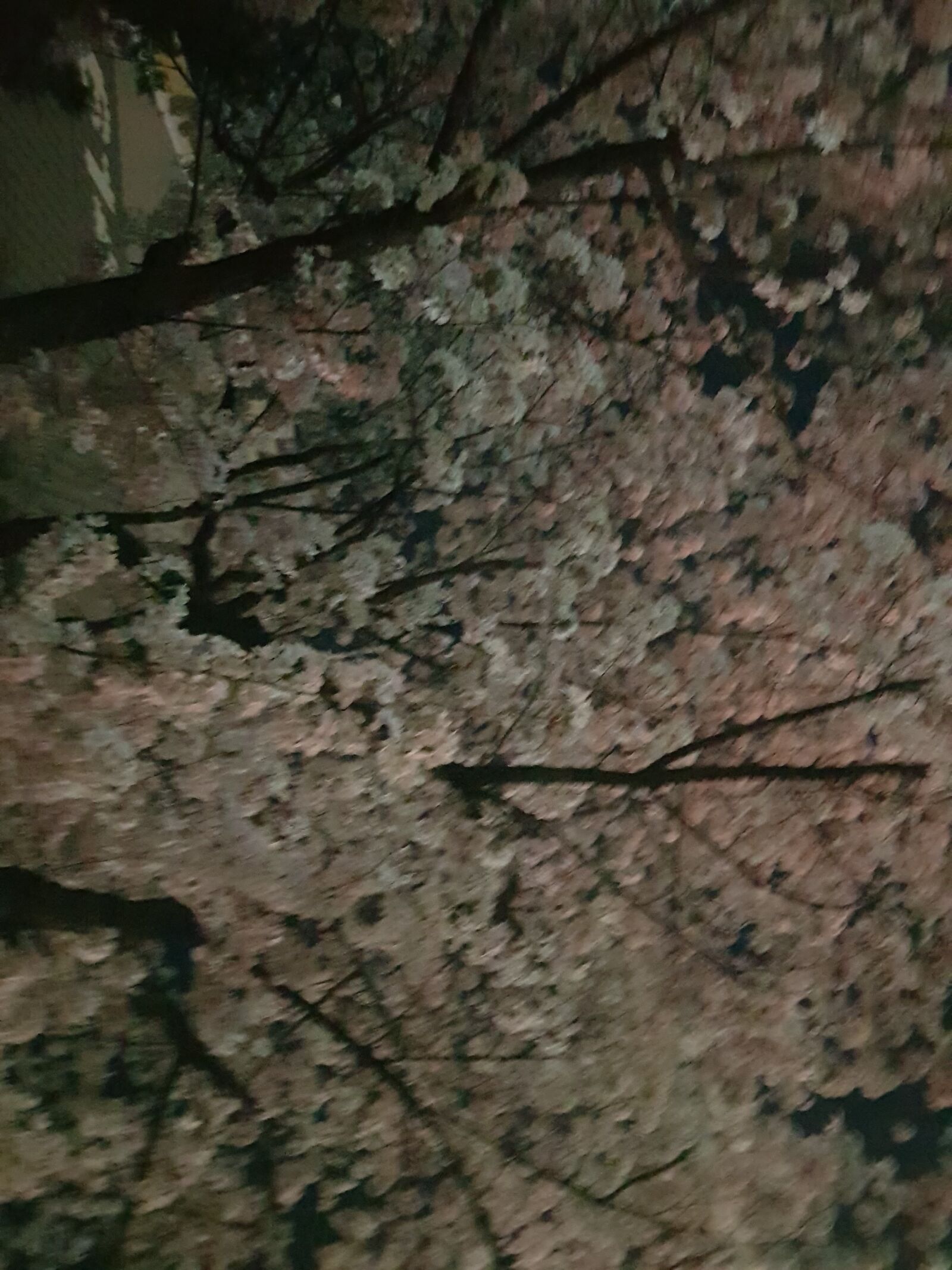 Samsung Galaxy S8+ sample photo. Night, beoc flowers, pink photography