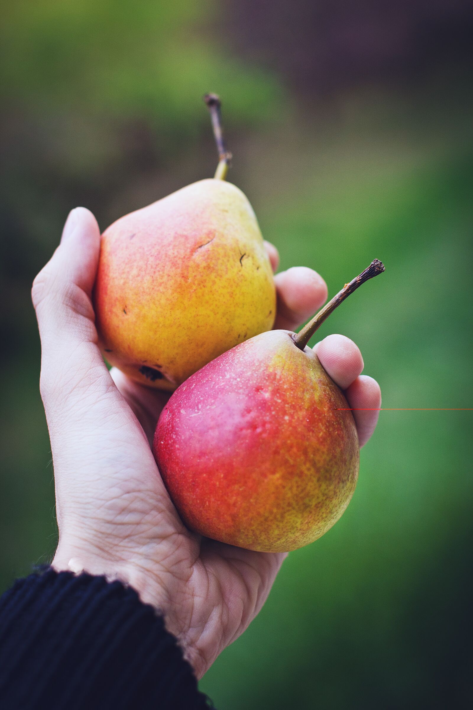 Canon EOS 60D sample photo. Nature, autumn, fruit photography