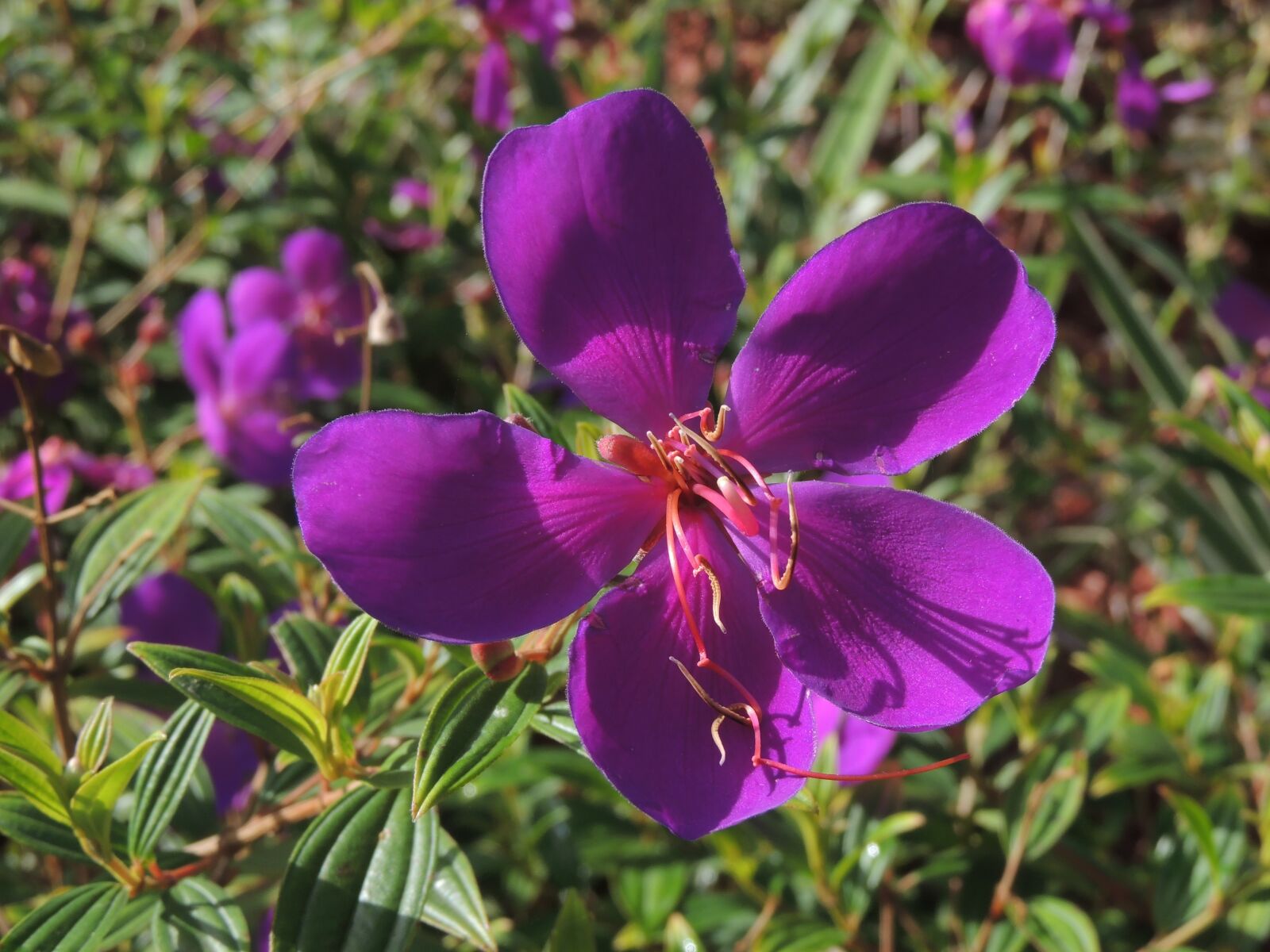 Nikon Coolpix P510 sample photo. Flower, purple, nature photography