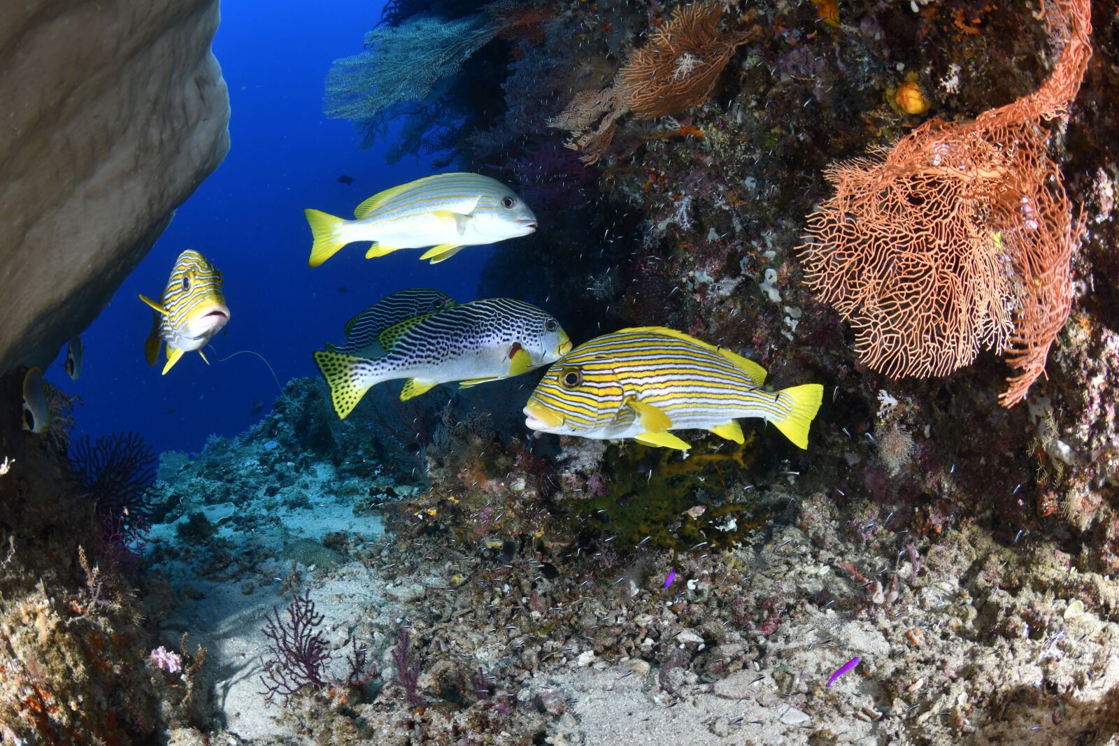 Nikon D500 sample photo. Fish, scuba diving, underwater photography