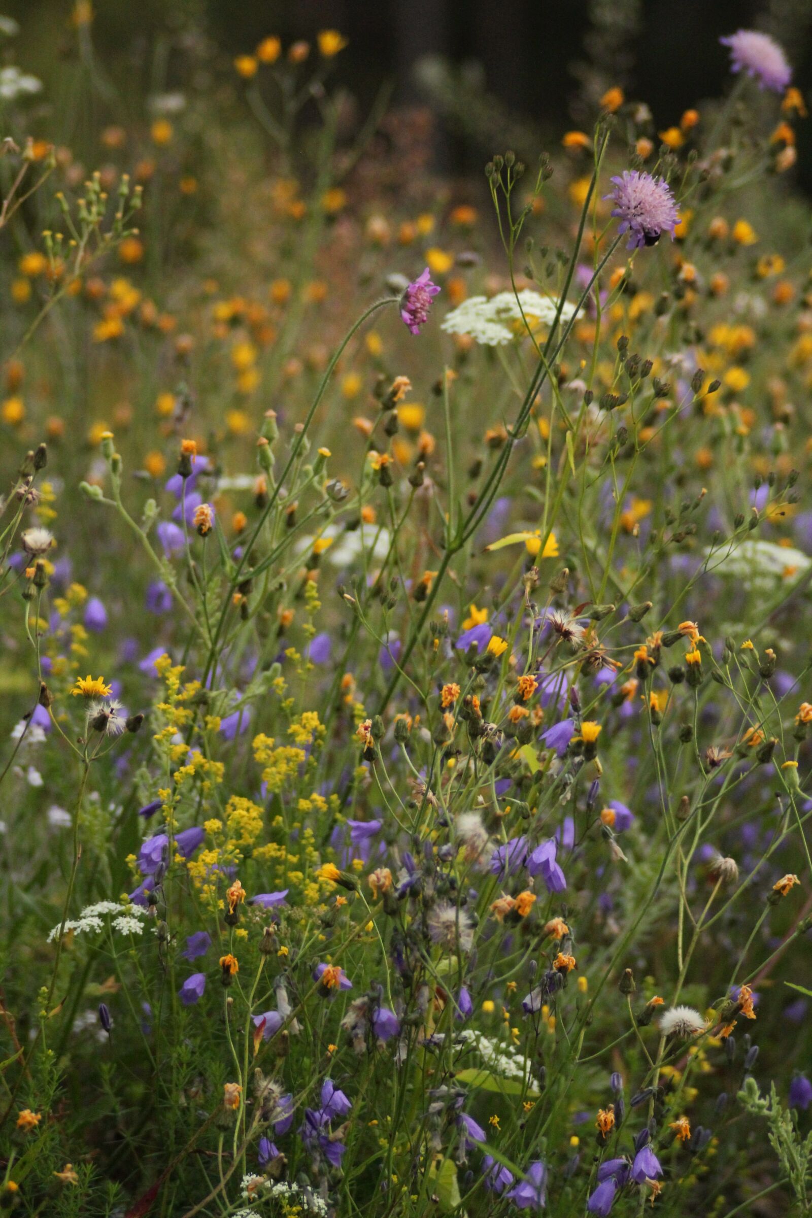 Canon EOS 550D (EOS Rebel T2i / EOS Kiss X4) sample photo. Many, wild, flowers photography