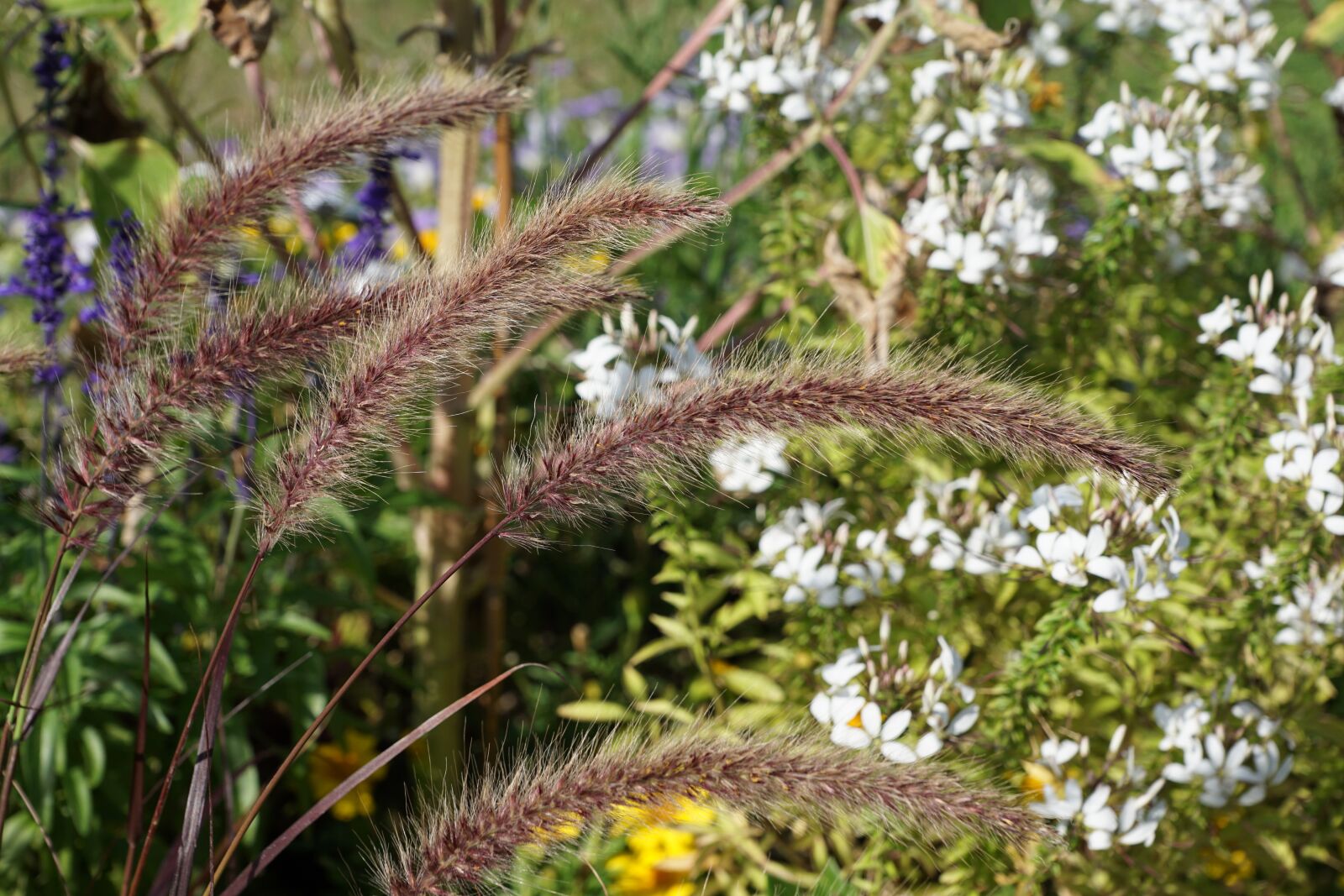 Sony DT 16-50mm F2.8 SSM sample photo. Flowers, grass, green photography