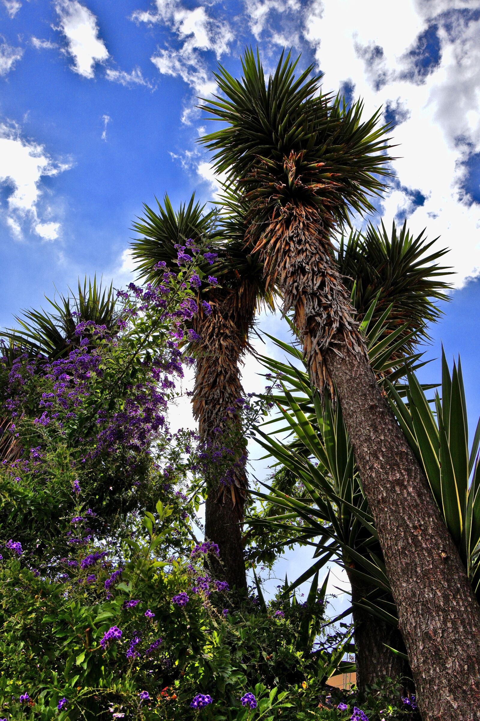 Canon EF-S 18-135mm F3.5-5.6 IS USM sample photo. Palm trees, nature, tropical photography