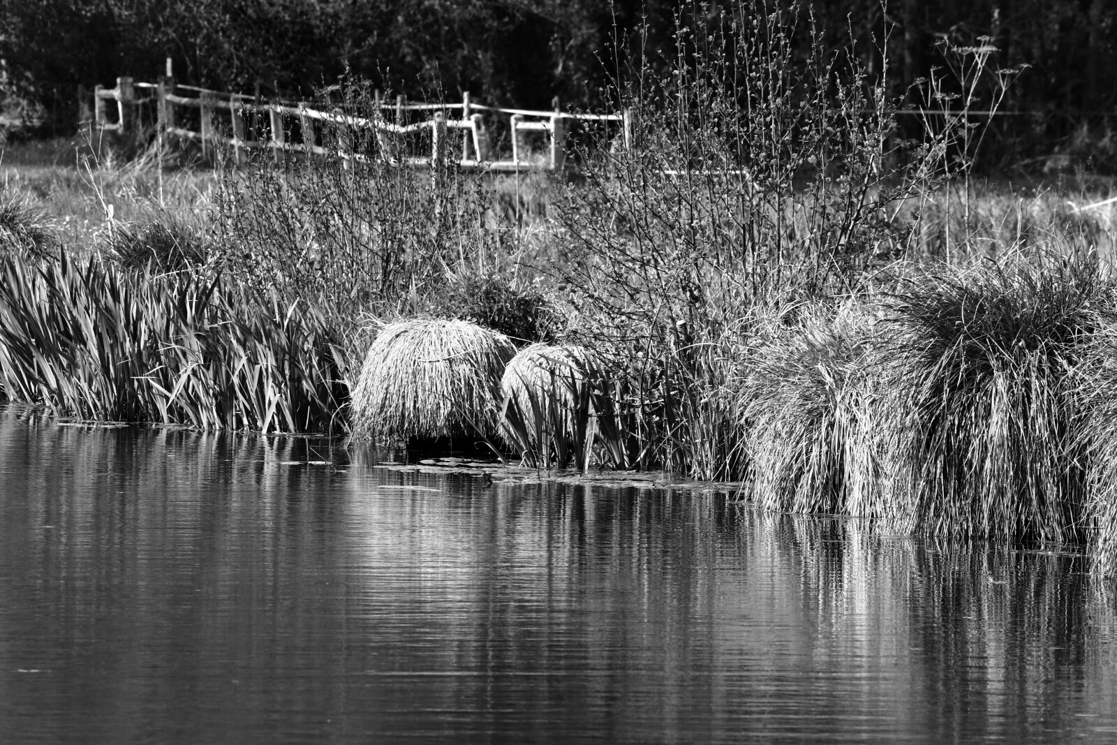 Canon EOS 80D sample photo. Banks, river, wild plants photography