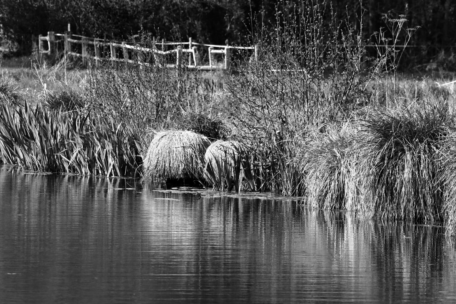 Canon EOS 80D + Canon EF-S 55-250mm F4-5.6 IS STM sample photo. Banks, river, wild plants photography