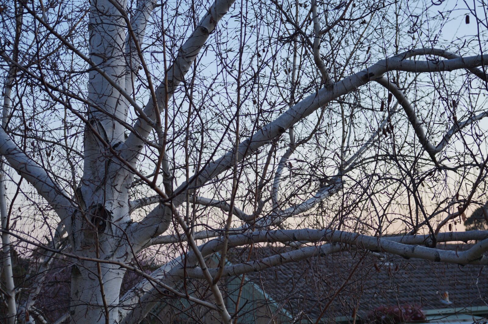 Sony E 18-50mm F4-5.6 sample photo. Nature, sunset, trees photography