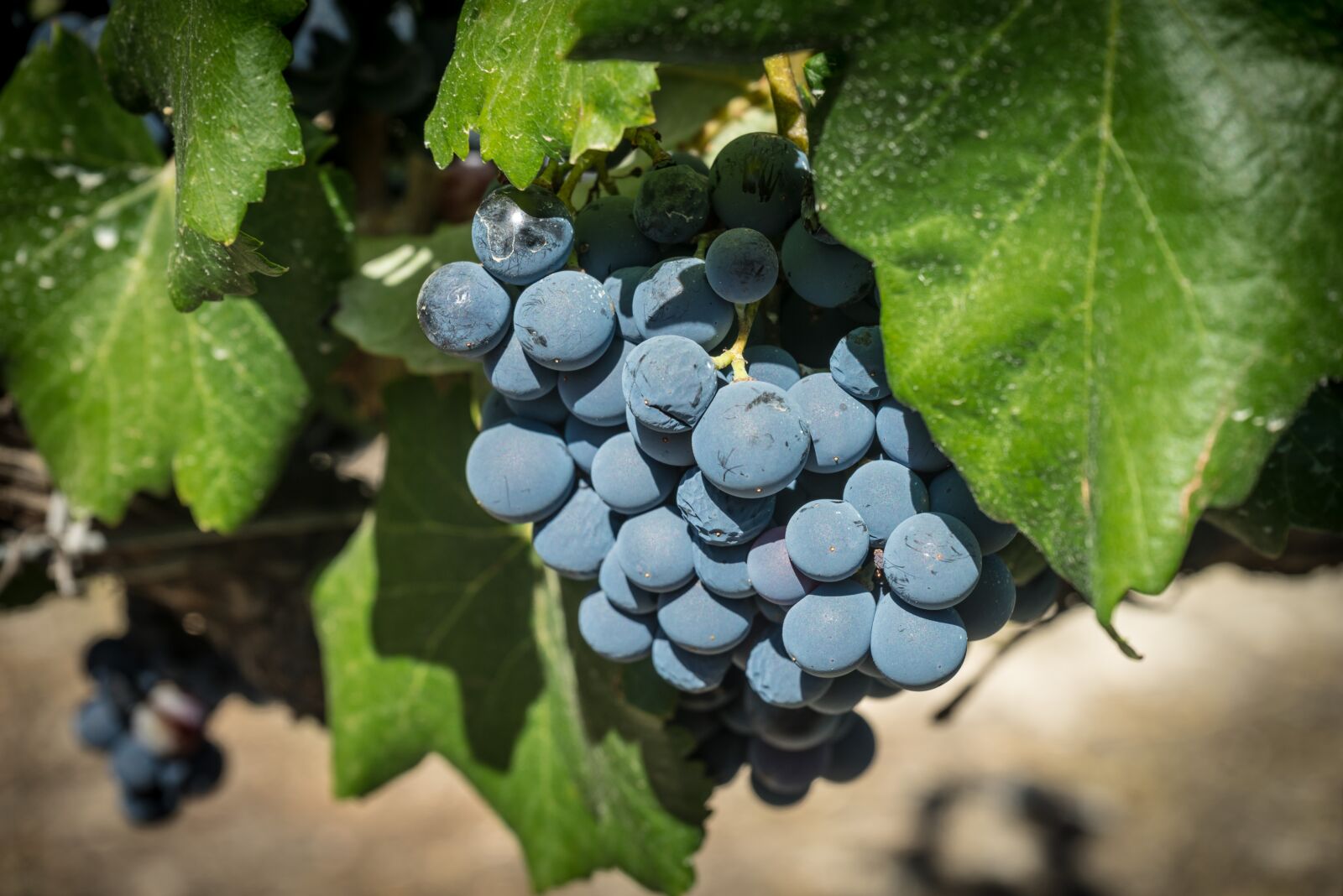 Sony a7R + Sony FE 28-70mm F3.5-5.6 OSS sample photo. Grapes, vine, parra photography