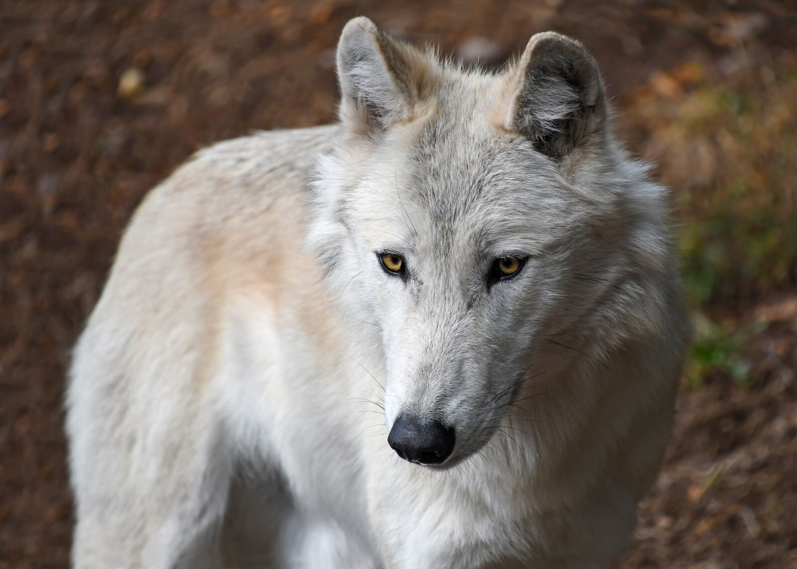 Nikon D500 sample photo. Wolf, predator, white photography