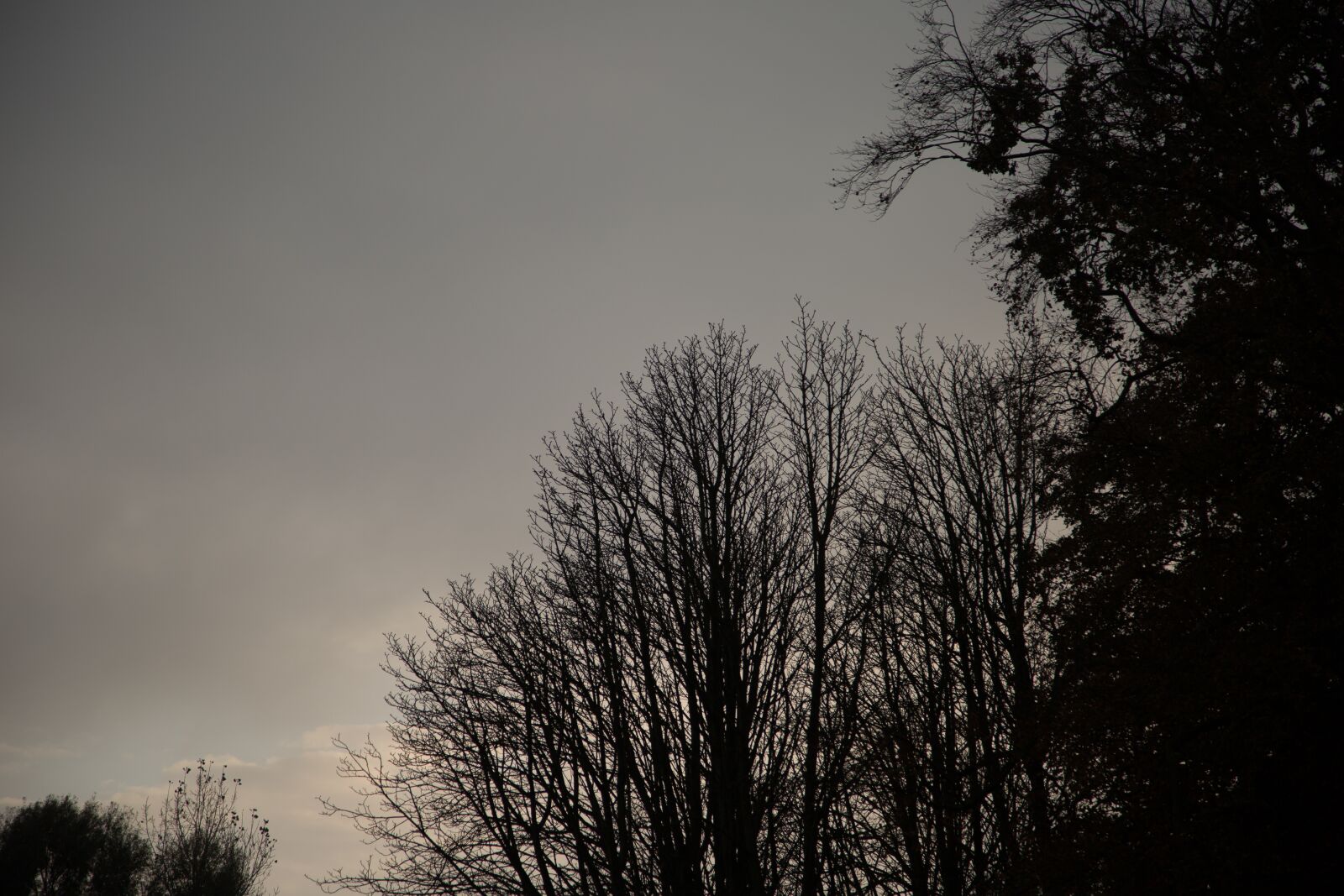 Canon EF 24-105mm F4L IS USM sample photo. Trees, tree, winter photography