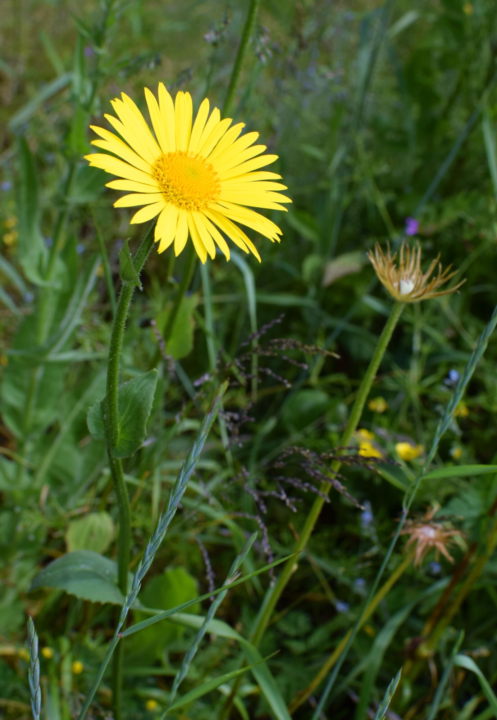 Nikon D5300 sample photo. Flower, yellow, daisy photography