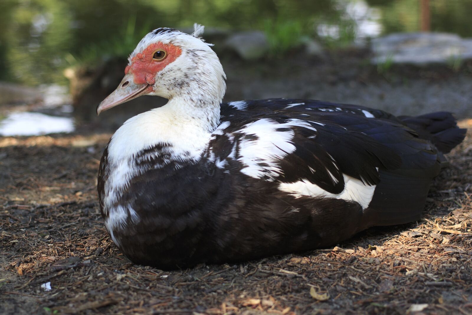 Canon EOS 100D (EOS Rebel SL1 / EOS Kiss X7) sample photo. Duck, feather, animal, beak photography