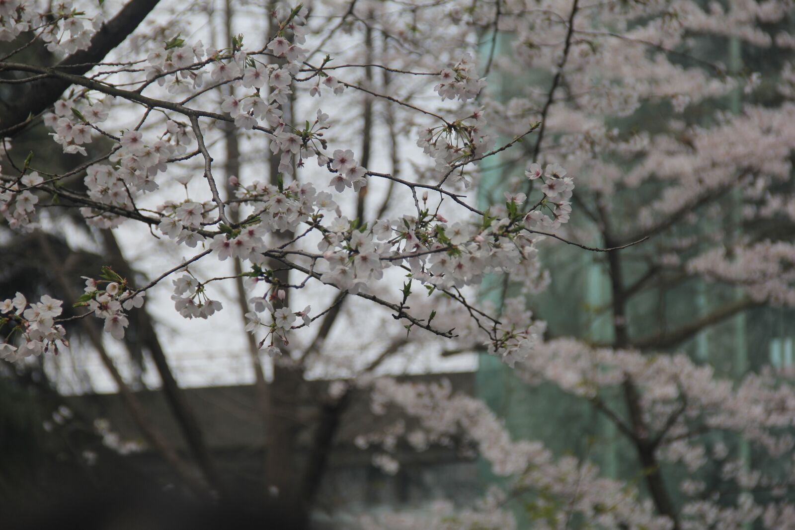 Canon EF-S 18-135mm F3.5-5.6 IS sample photo. Cherry blossom, white, jimingsi photography