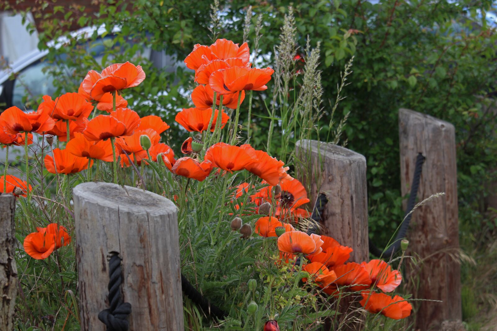 Canon EOS 700D (EOS Rebel T5i / EOS Kiss X7i) + Canon EF-S 55-250mm F4-5.6 IS STM sample photo. Poppies, garden fence, village photography