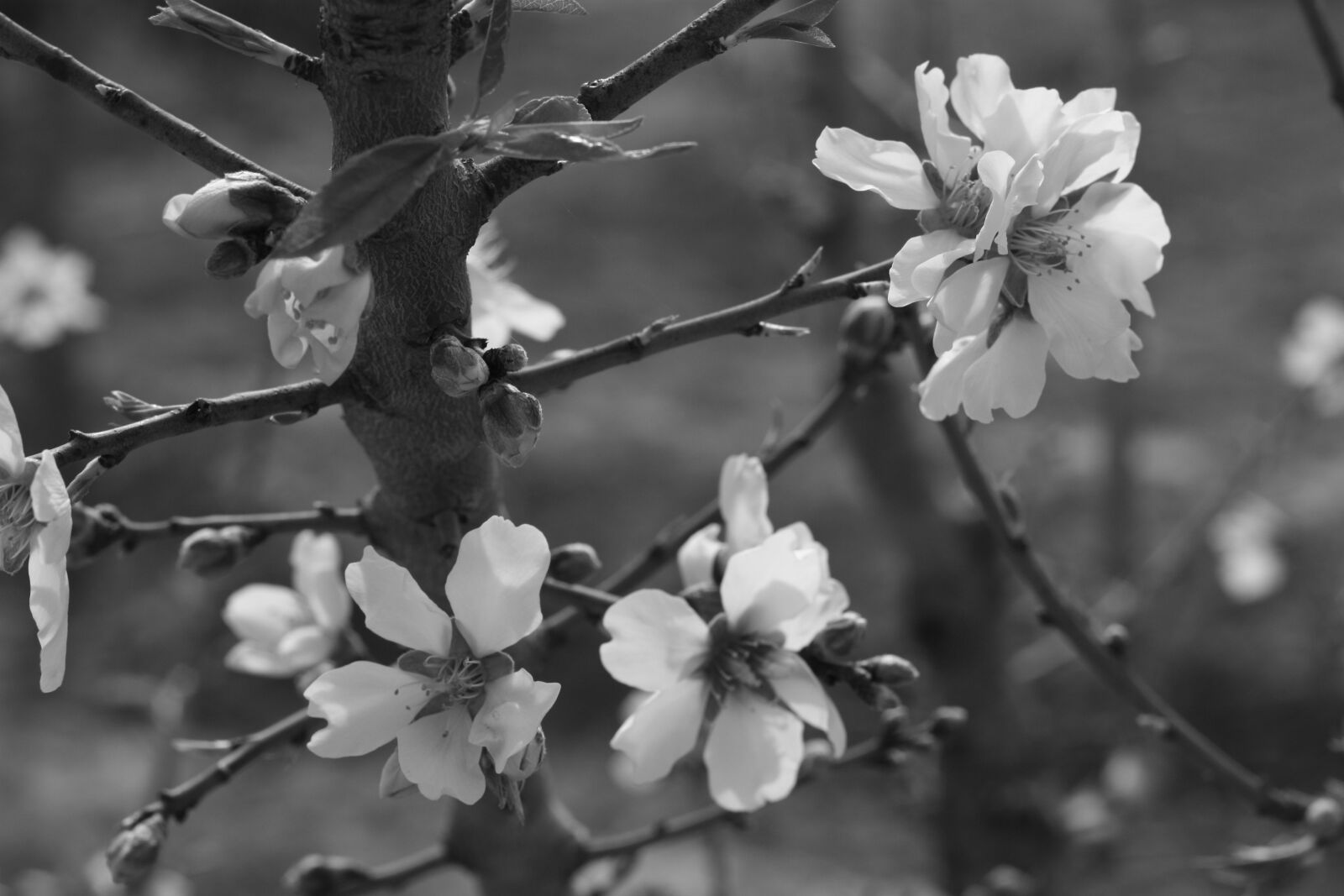 Canon EOS 450D (EOS Rebel XSi / EOS Kiss X2) sample photo. Flower, almond tree, spring photography