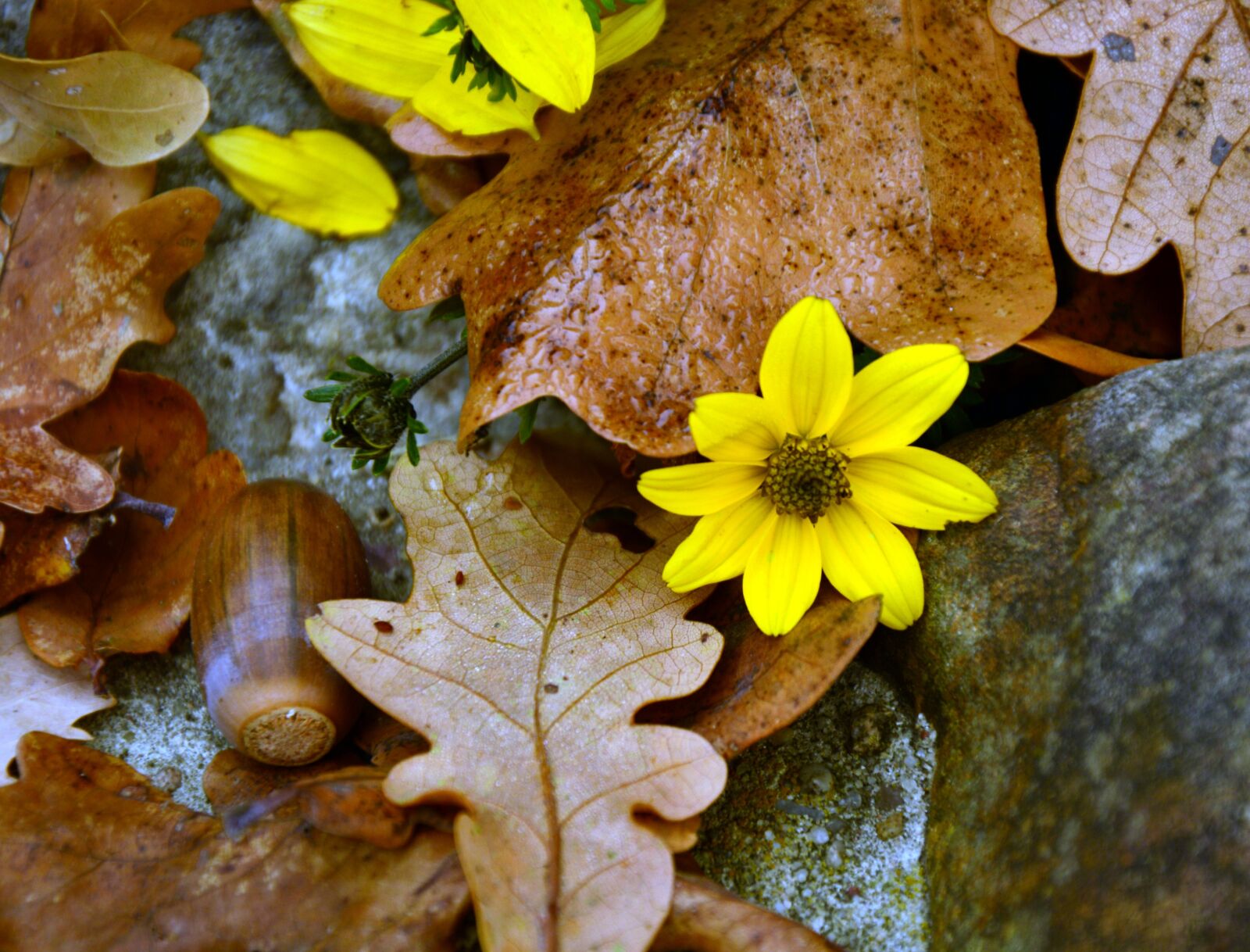 Nikon D3200 sample photo. Blossom, bloom, flower photography