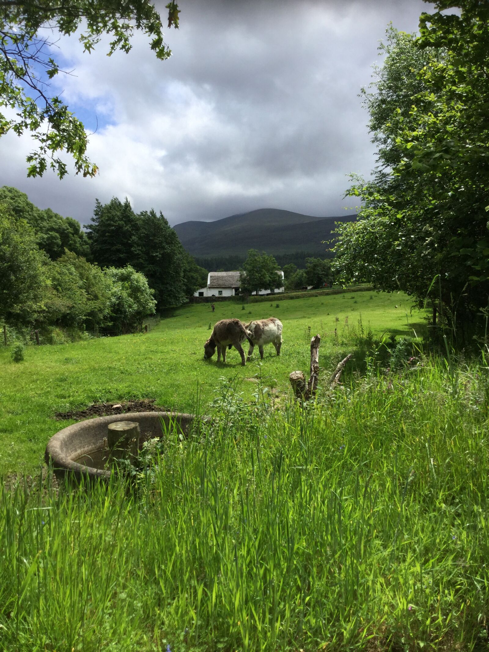 iPad Air 2 back camera 3.3mm f/2.4 sample photo. Ireland, grass, animal photography