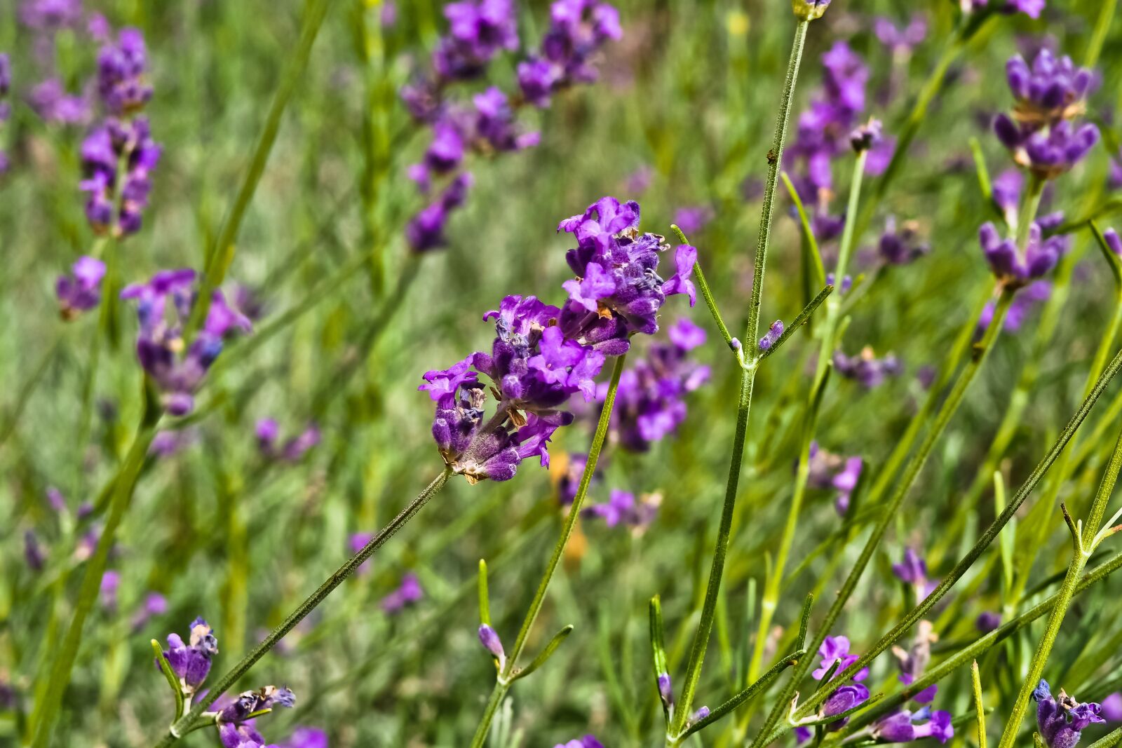 Olympus OM-D E-M10 sample photo. Flower, lavender, nature photography