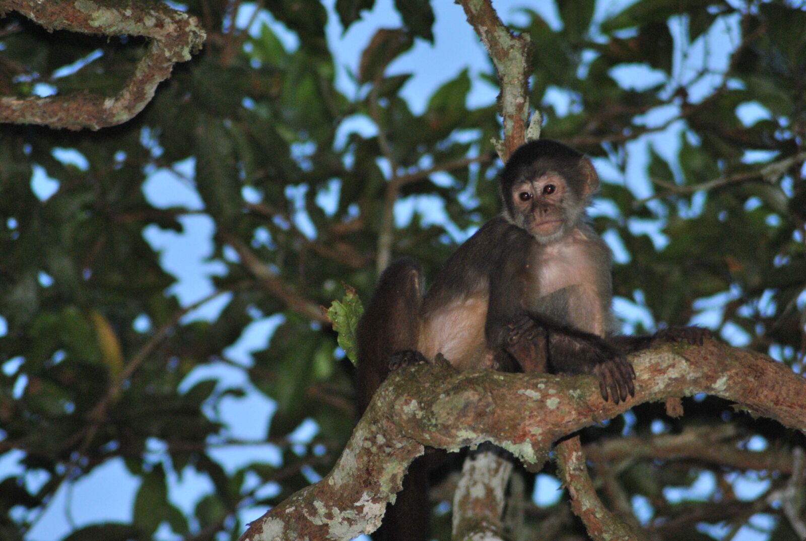 Nikon D3000 sample photo. Monkey, jungle, wildlife photography