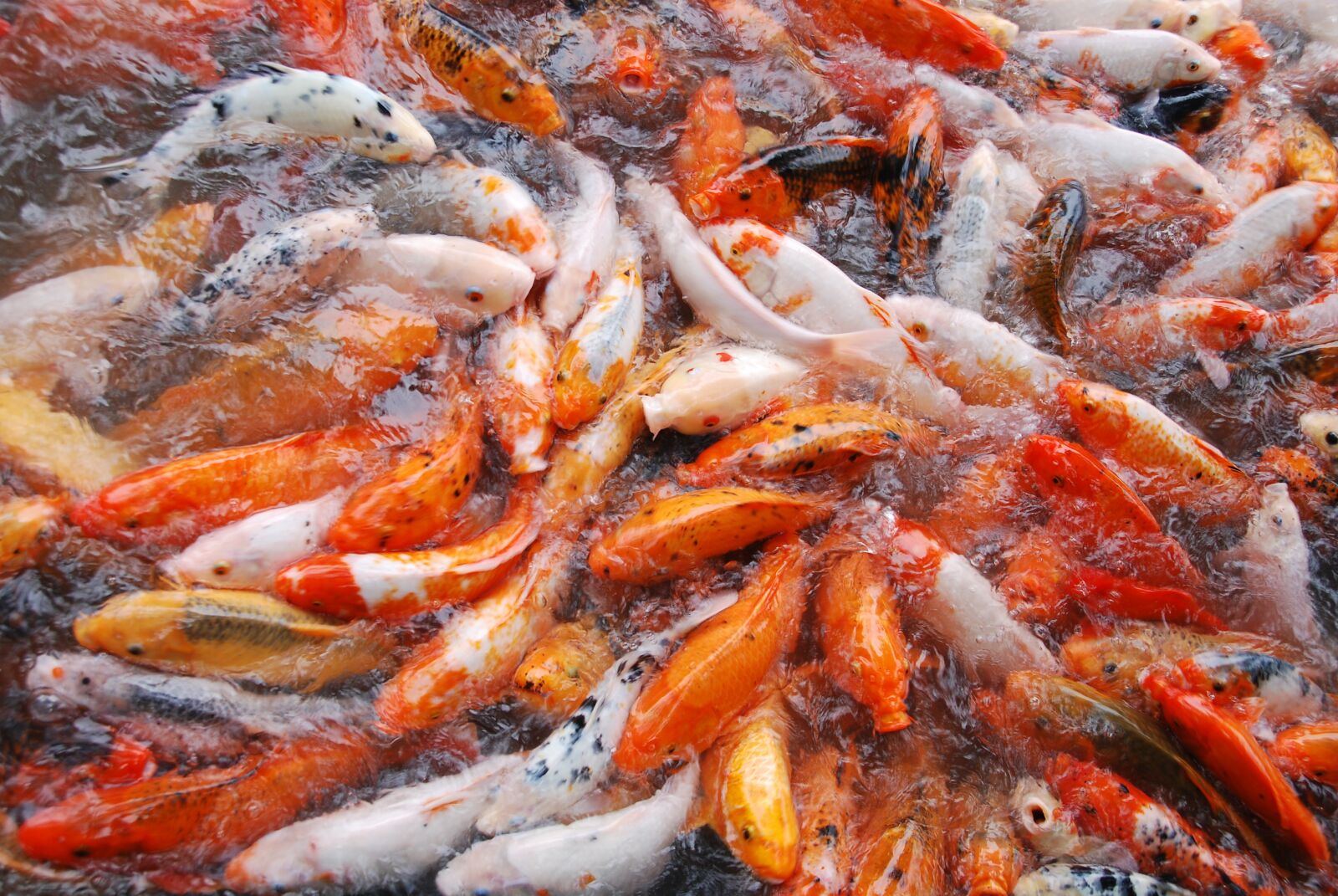 Nikon D80 sample photo. Fish, fish pond, nature photography