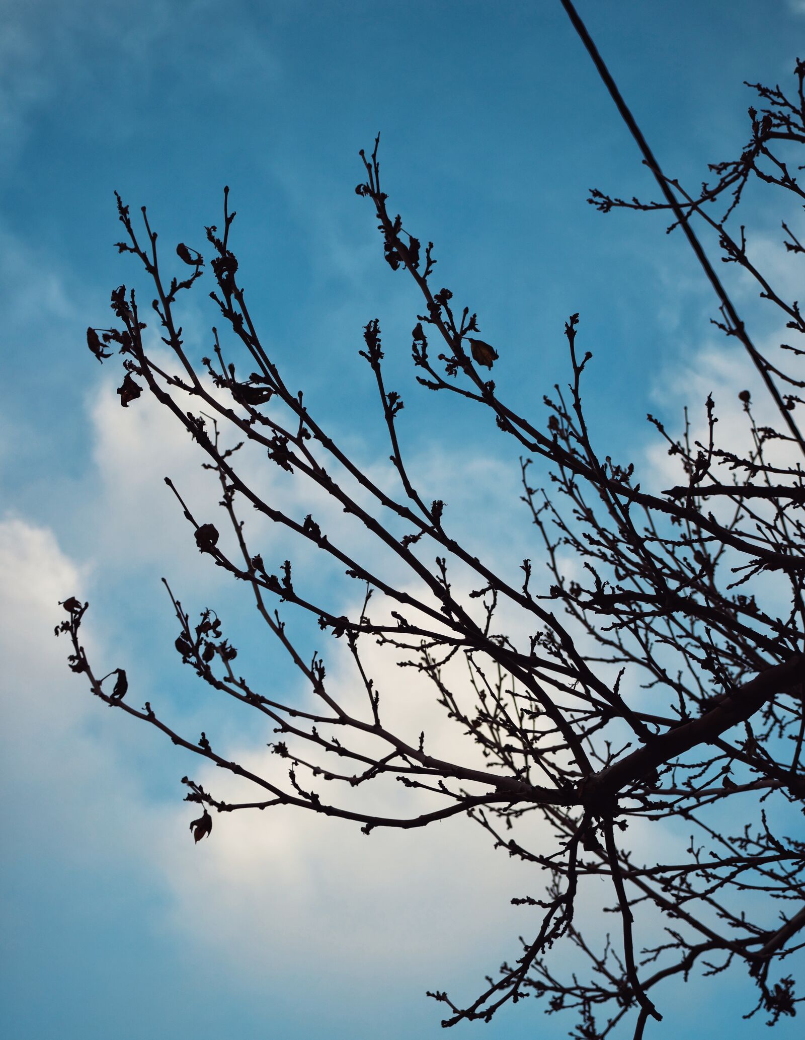 Canon EOS R7 sample photo