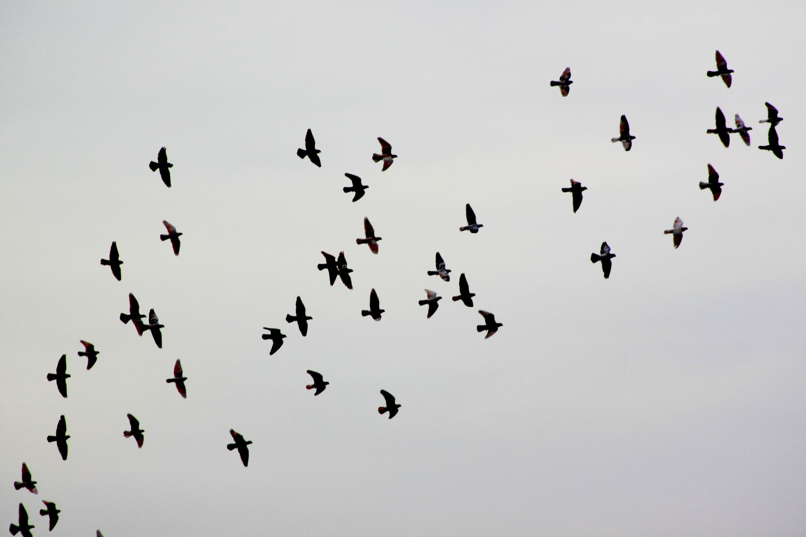 Canon EOS 500D (EOS Rebel T1i / EOS Kiss X3) sample photo. Bird, pigeon, pigeons photography