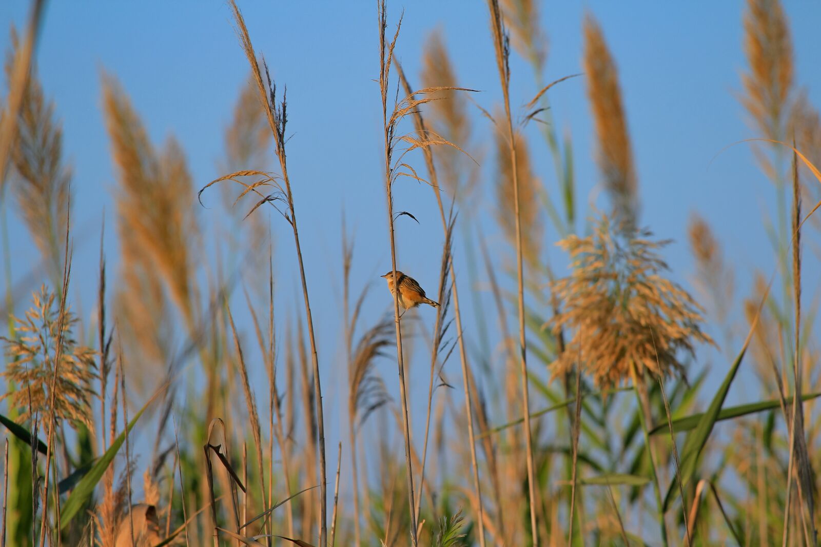 Canon EOS 1200D (EOS Rebel T5 / EOS Kiss X70 / EOS Hi) sample photo. Bird, wildlife, wild photography