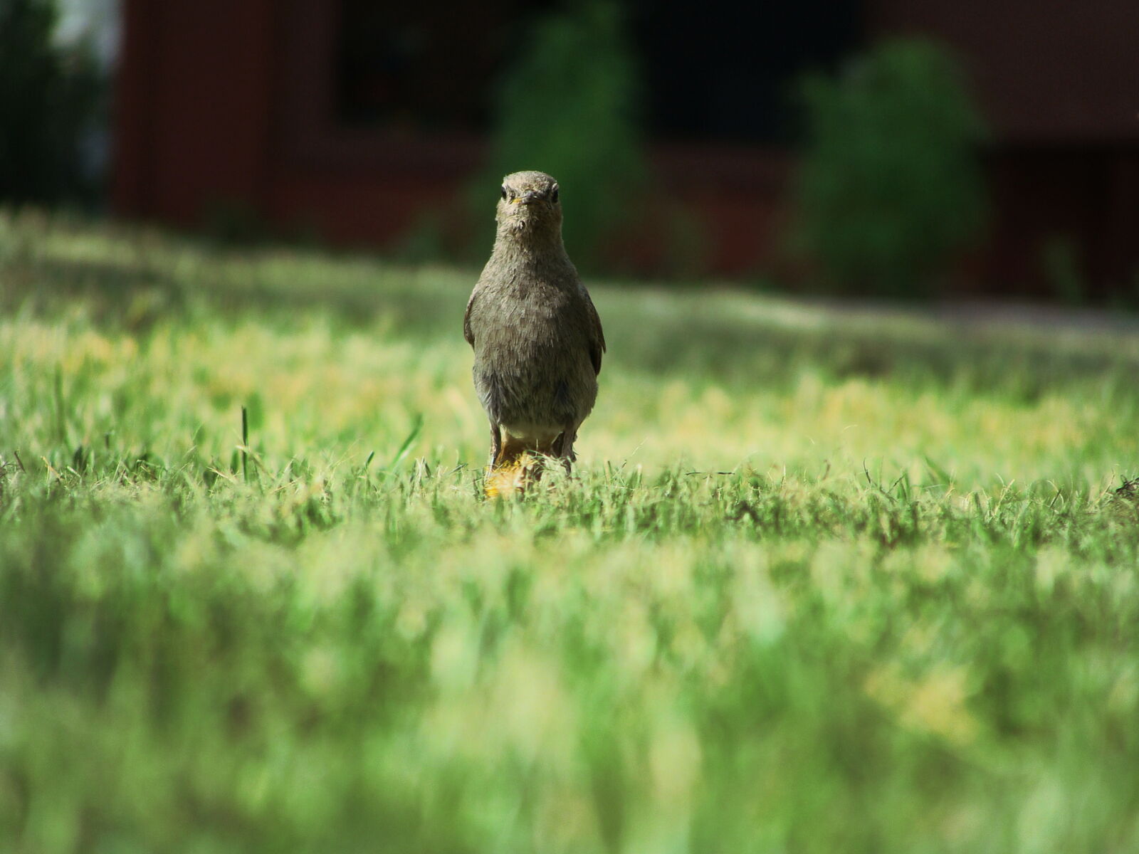 Sony Cyber-shot DSC-H10 sample photo. Nature, bird, grass, green photography