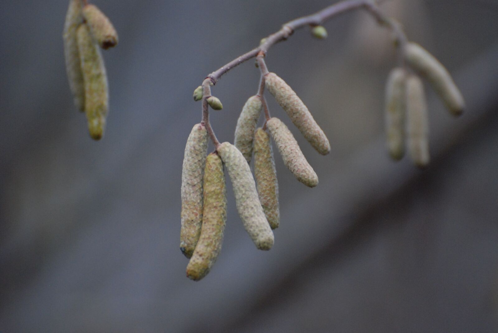 Nikon D80 sample photo. Winter, nature, frost photography