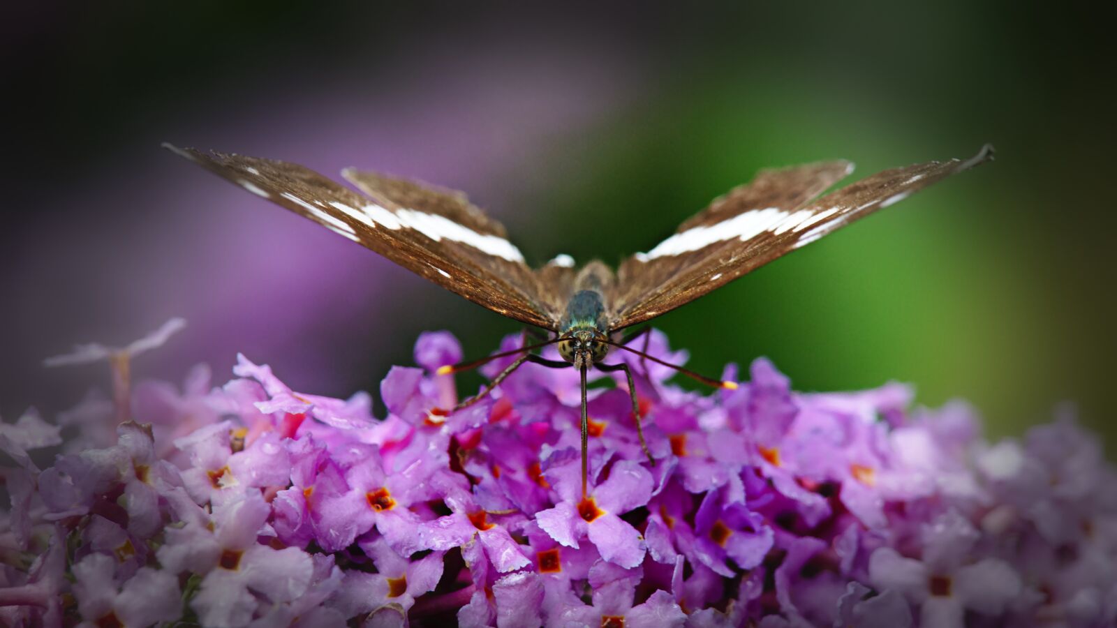 Canon EOS M5 + Canon EF-M 18-150mm F3.5-6.3 IS STM sample photo. Butterfly, summer lilac, insect photography