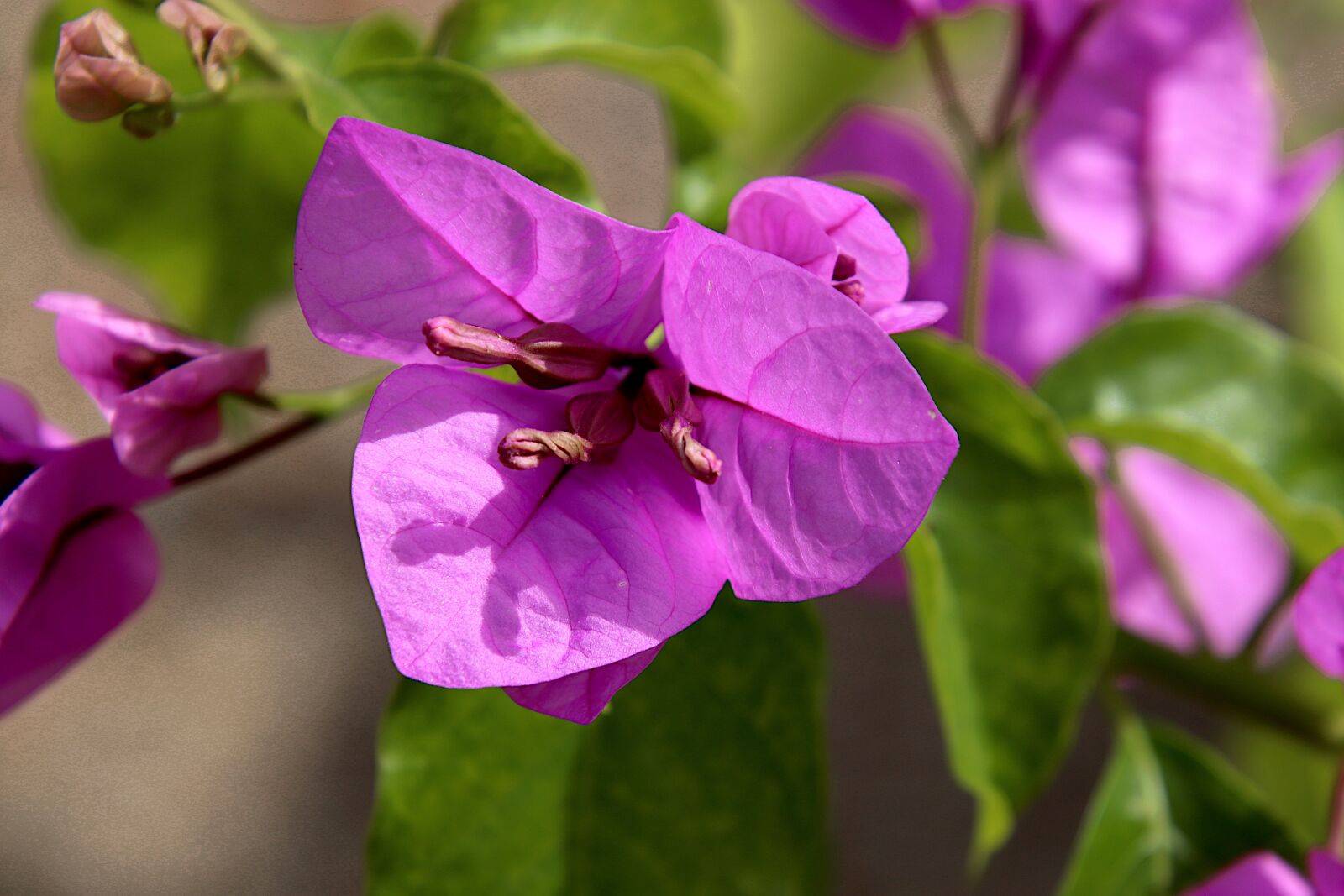 Canon EOS 800D (EOS Rebel T7i / EOS Kiss X9i) sample photo. Bougainvillea, flowers, tropical flowers photography