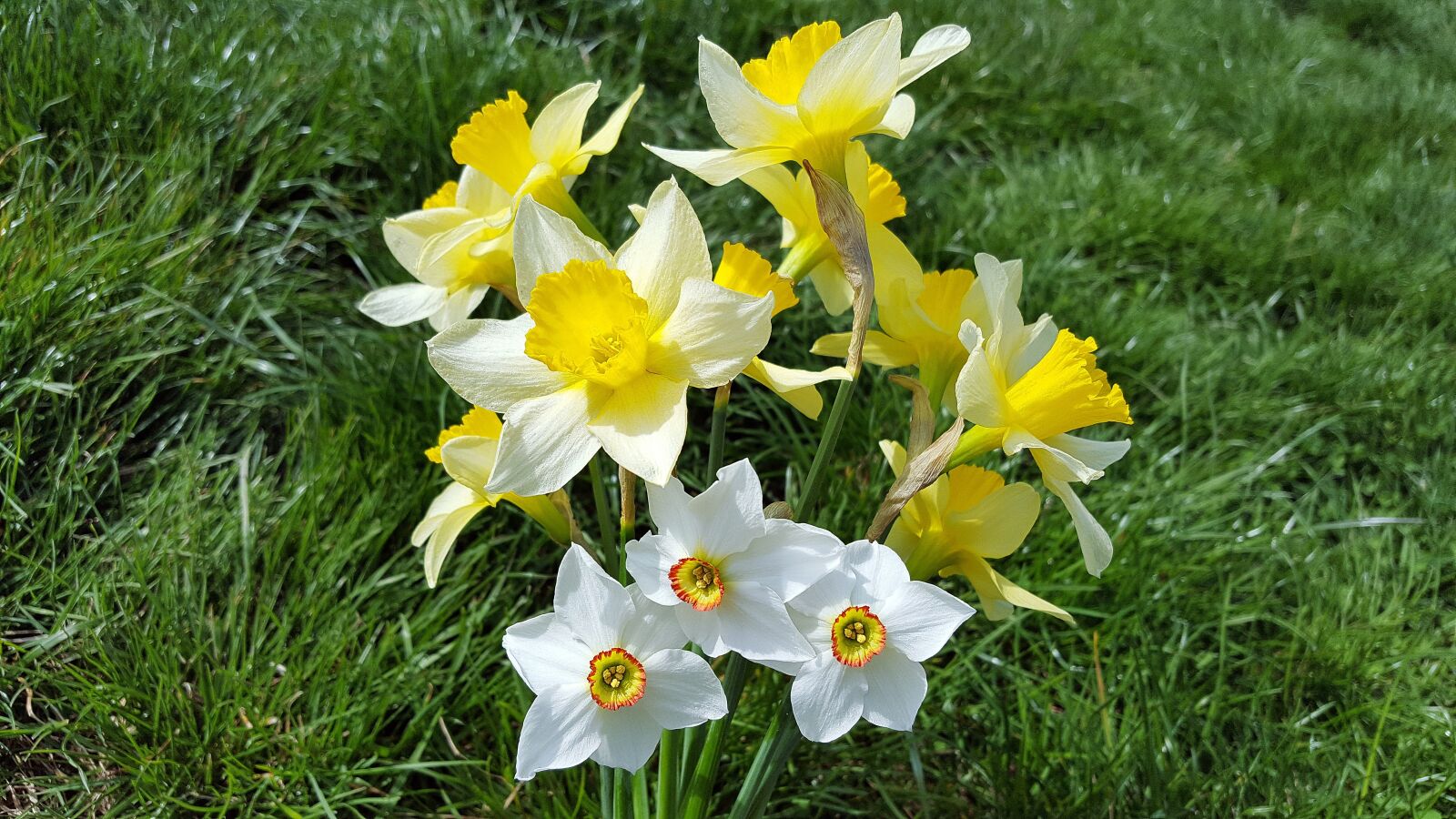 Samsung Galaxy S6 sample photo. Narcissus, daffodil, narcissus bouquet photography