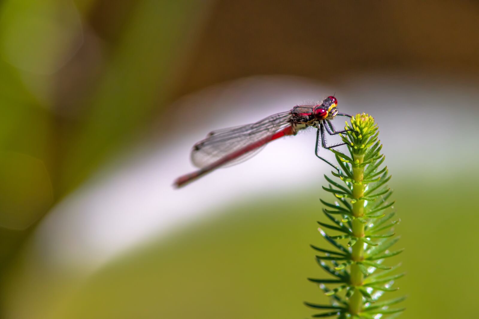 Canon EOS 80D sample photo. Pyrrhosama nymphula, dragonfly, adonis photography