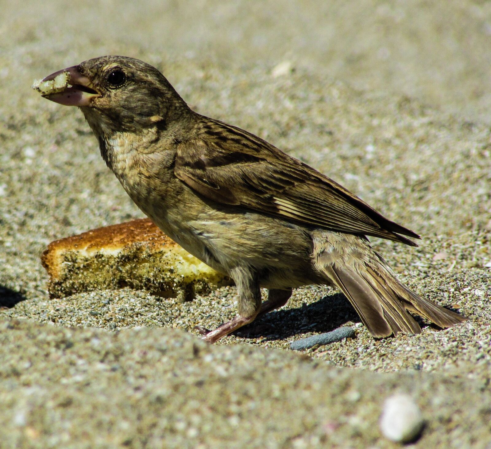 Canon PowerShot SX400 IS sample photo. Sparrow, eating, bird photography