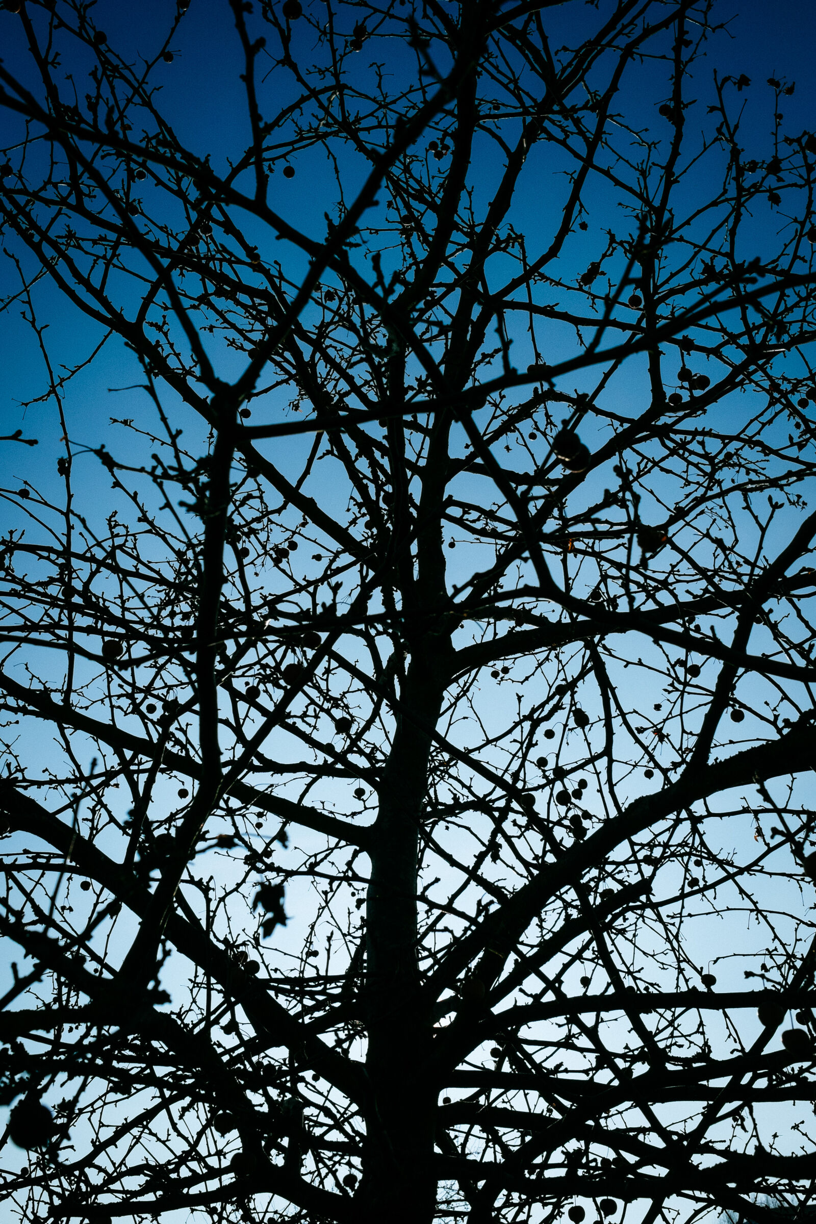 Fujifilm X-Pro1 + Fujifilm XF 23mm F1.4 R sample photo. Silhouette, sky, tree photography