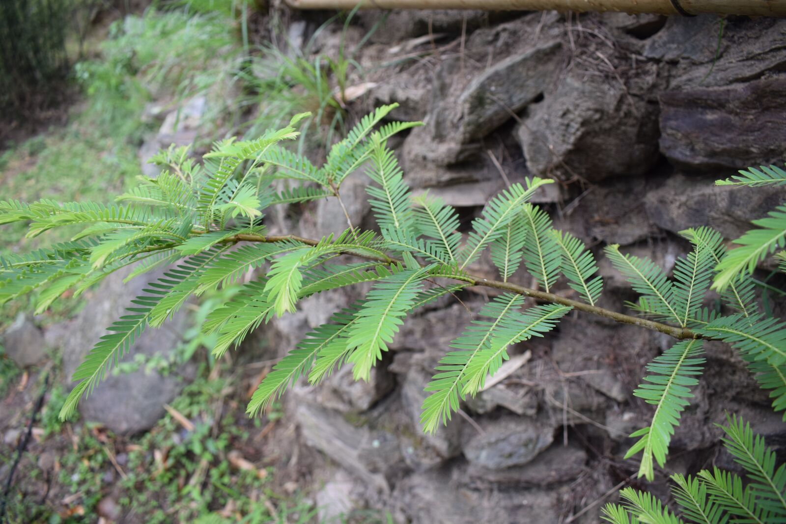 Nikon D5300 sample photo. Amala leaf, green leaf photography