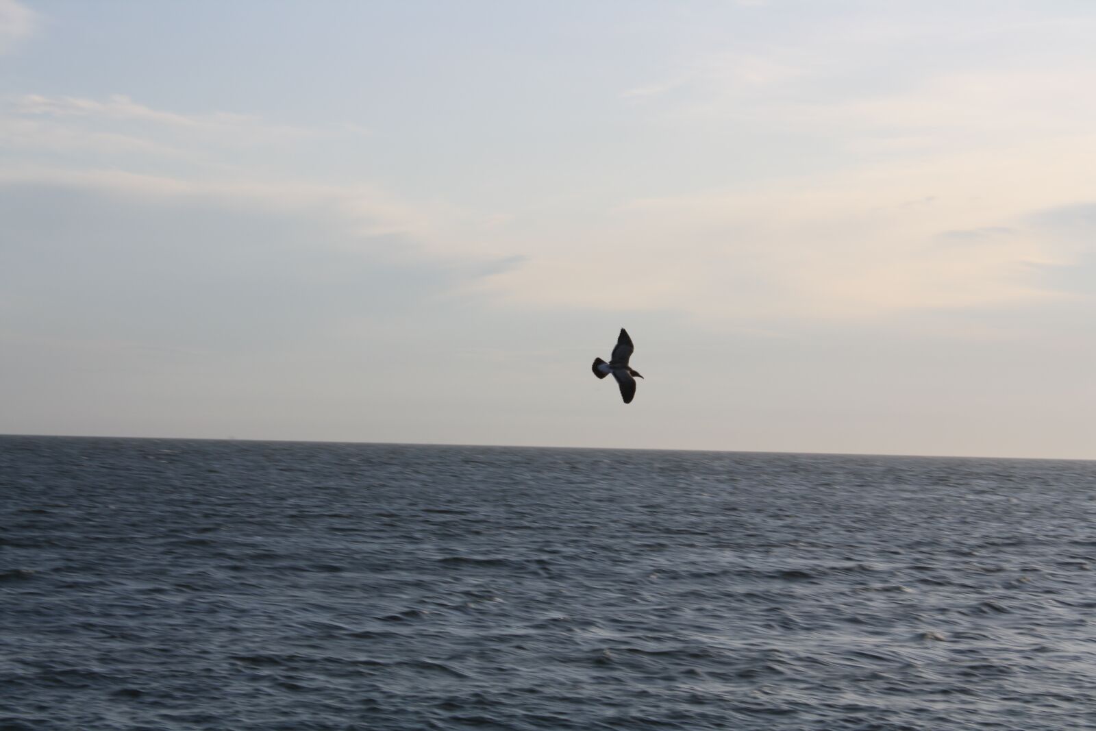 Canon EOS 1000D (EOS Digital Rebel XS / EOS Kiss F) sample photo. Seagull, water, ocean photography