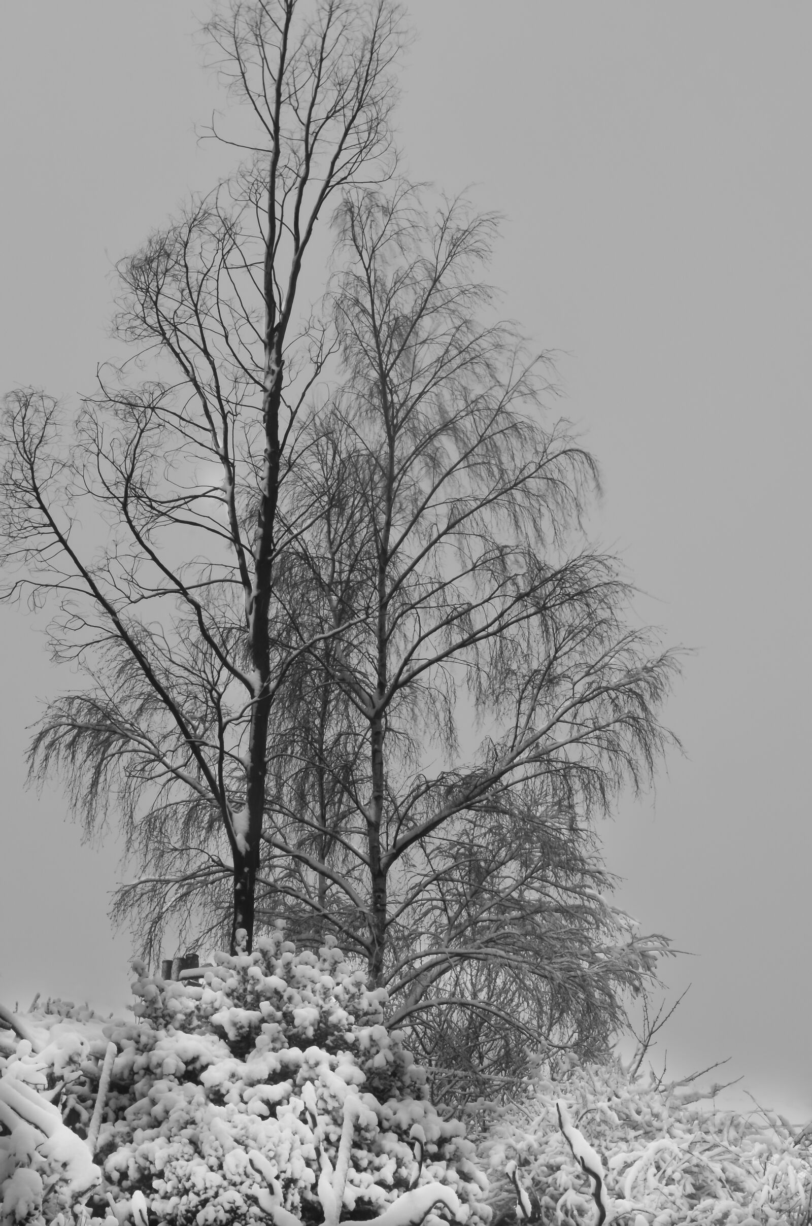 Nikon D5100 sample photo. Winter, snow, trees photography