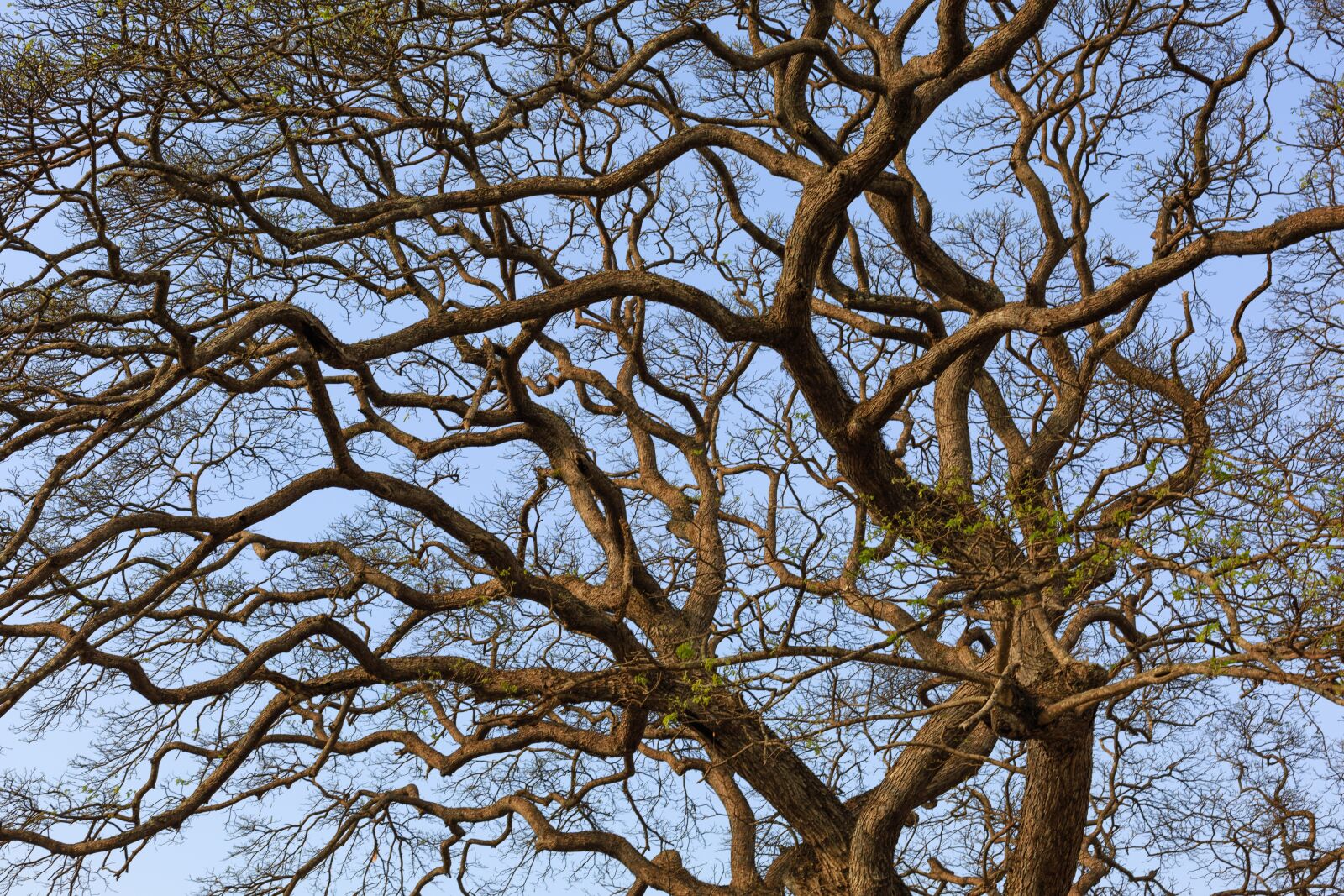 Canon EF 50mm F1.4 USM sample photo. The dry tree, m photography