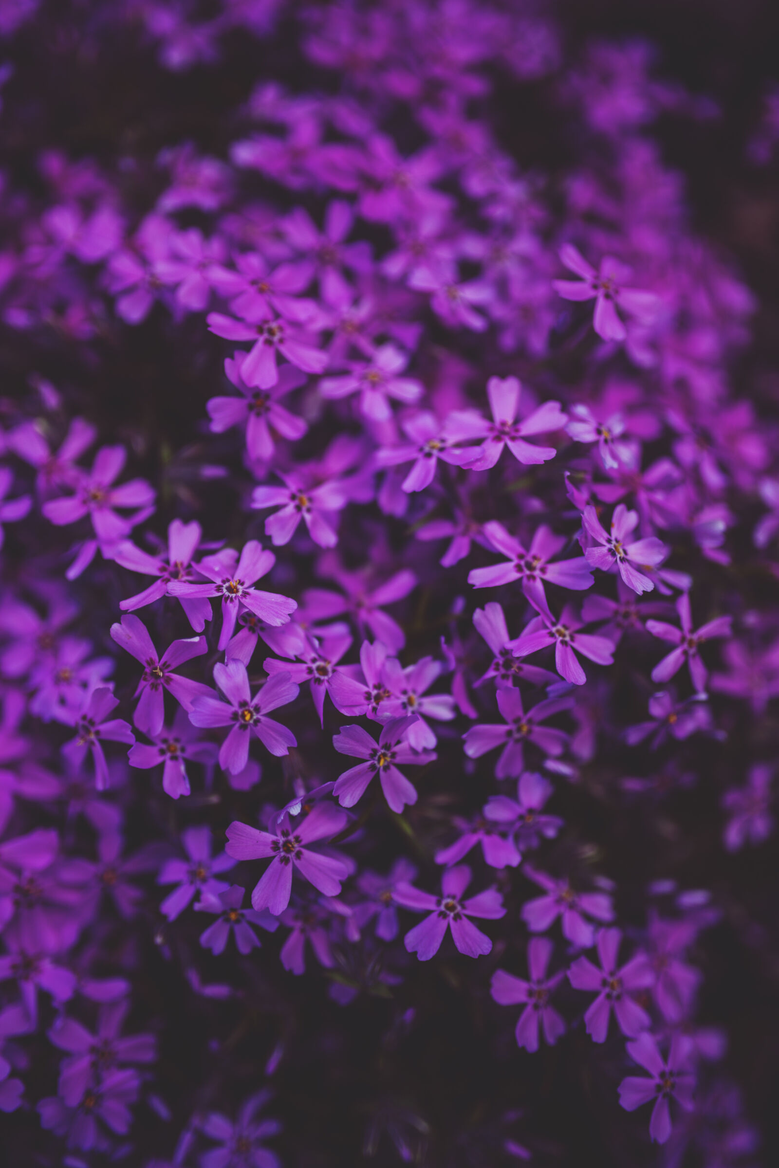 Canon EOS 6D + Sigma 35mm F1.4 DG HSM Art sample photo. Little, purple, flowers photography