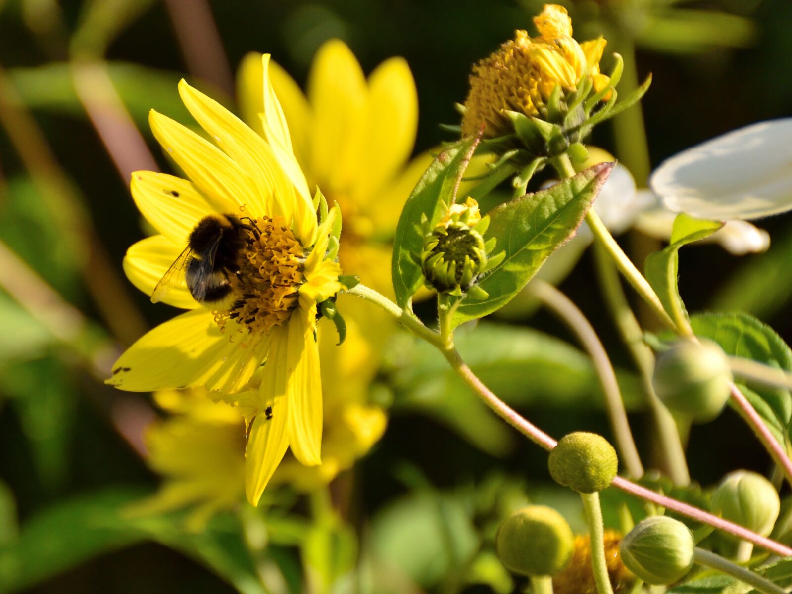 Nikon D5500 sample photo. Bee, blossom, bloom photography